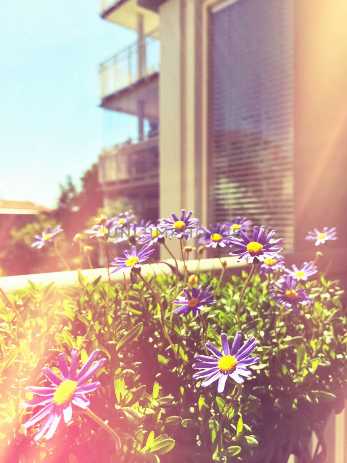 Retro image of daises blooming on a balcony by anikasalsera