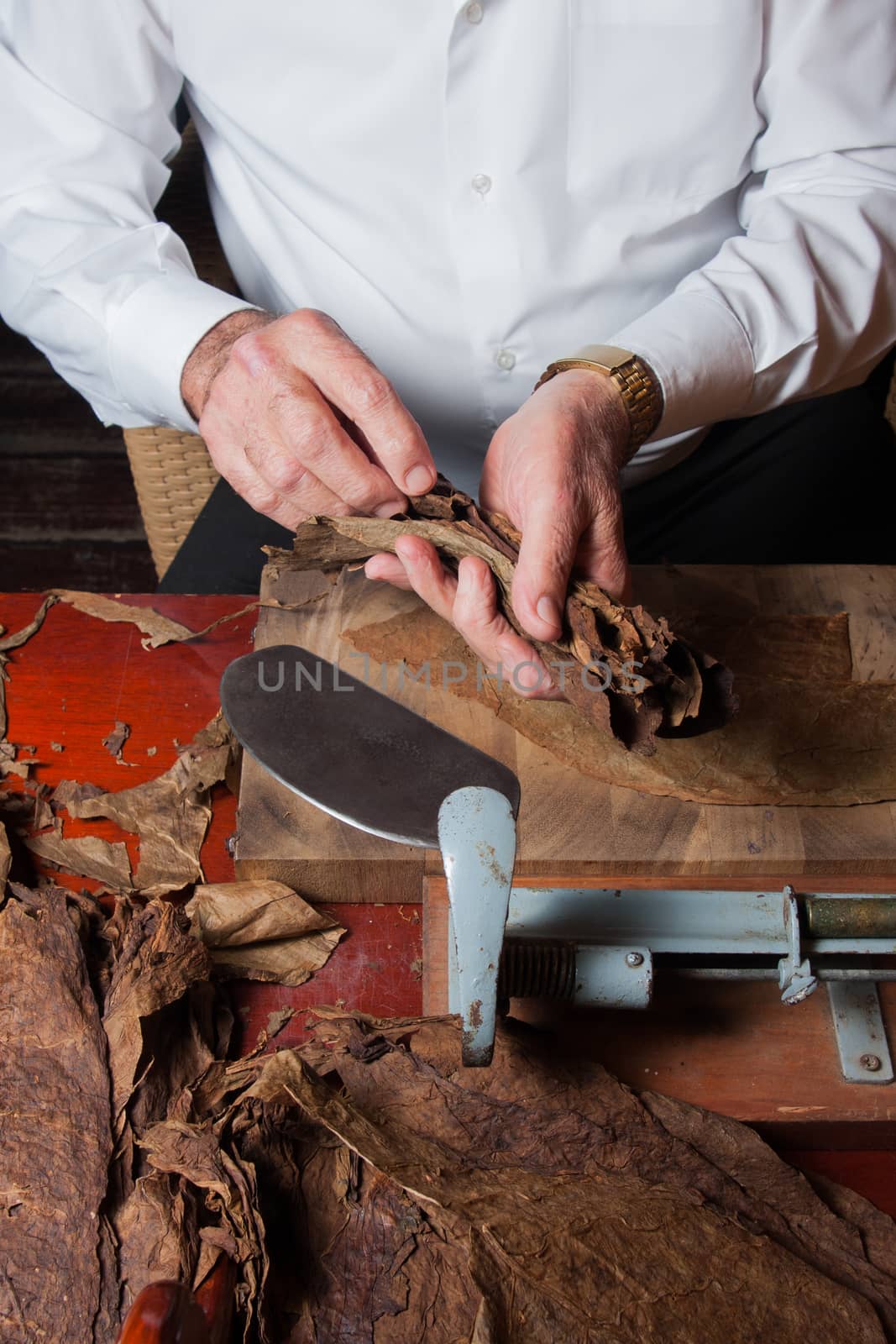 Old man Torcedor rolling hand made cigars parejos