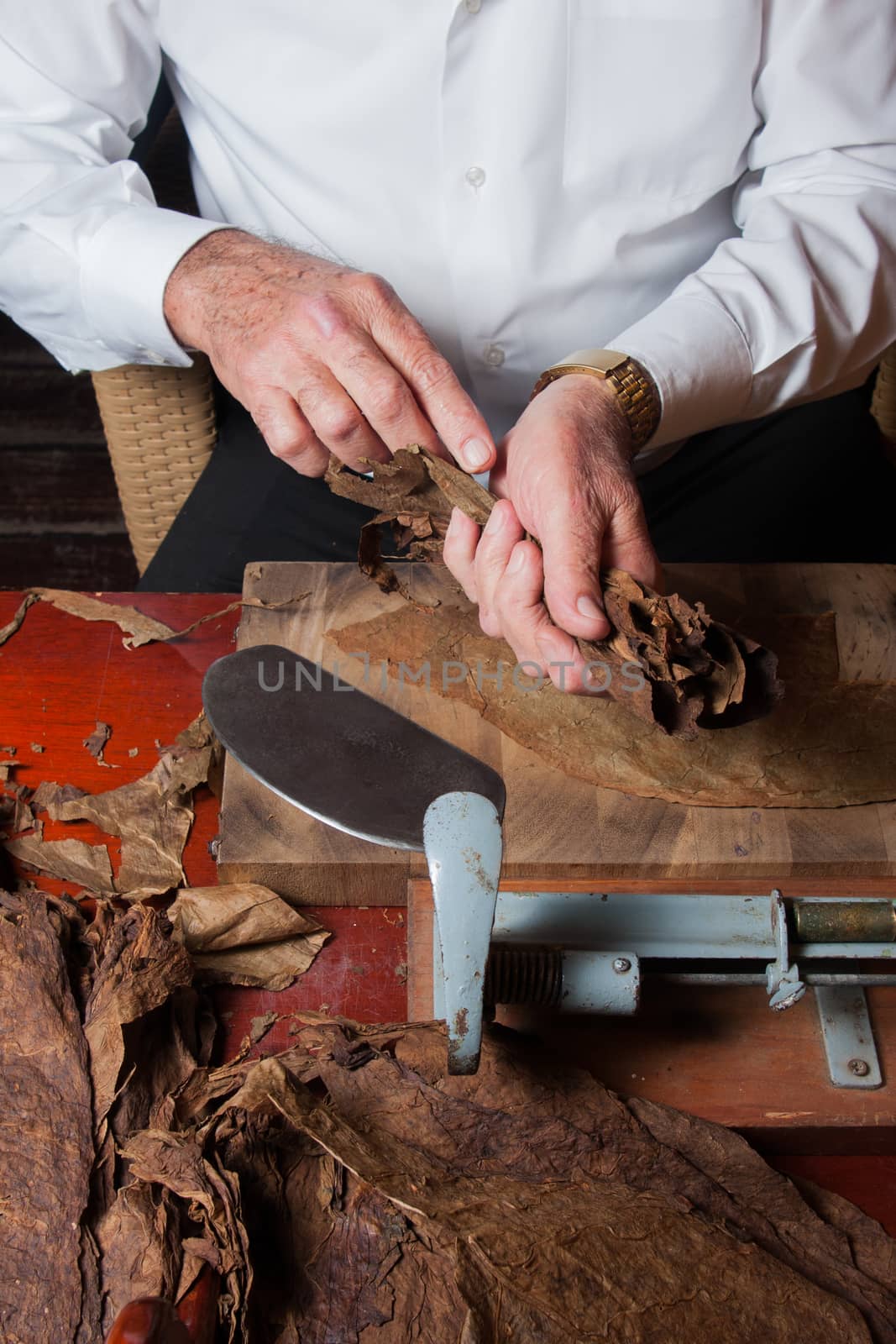 Old man Torcedor rolling hand made cigars parejos