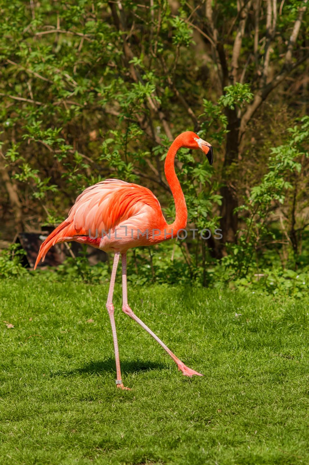 Red caribbean flamingo dancing pose