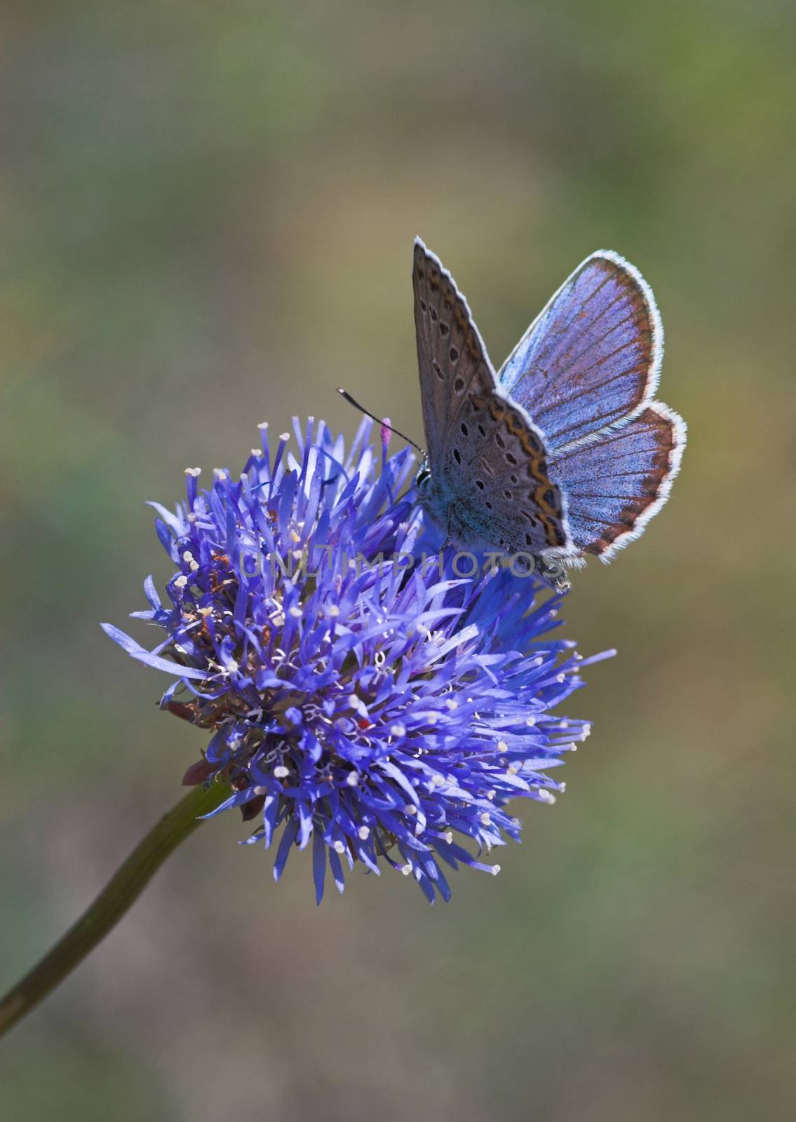 Butterfly on flower macro by vkstudio