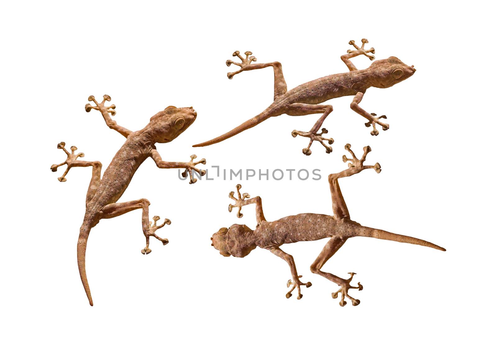 Three geckos cutout by vkstudio