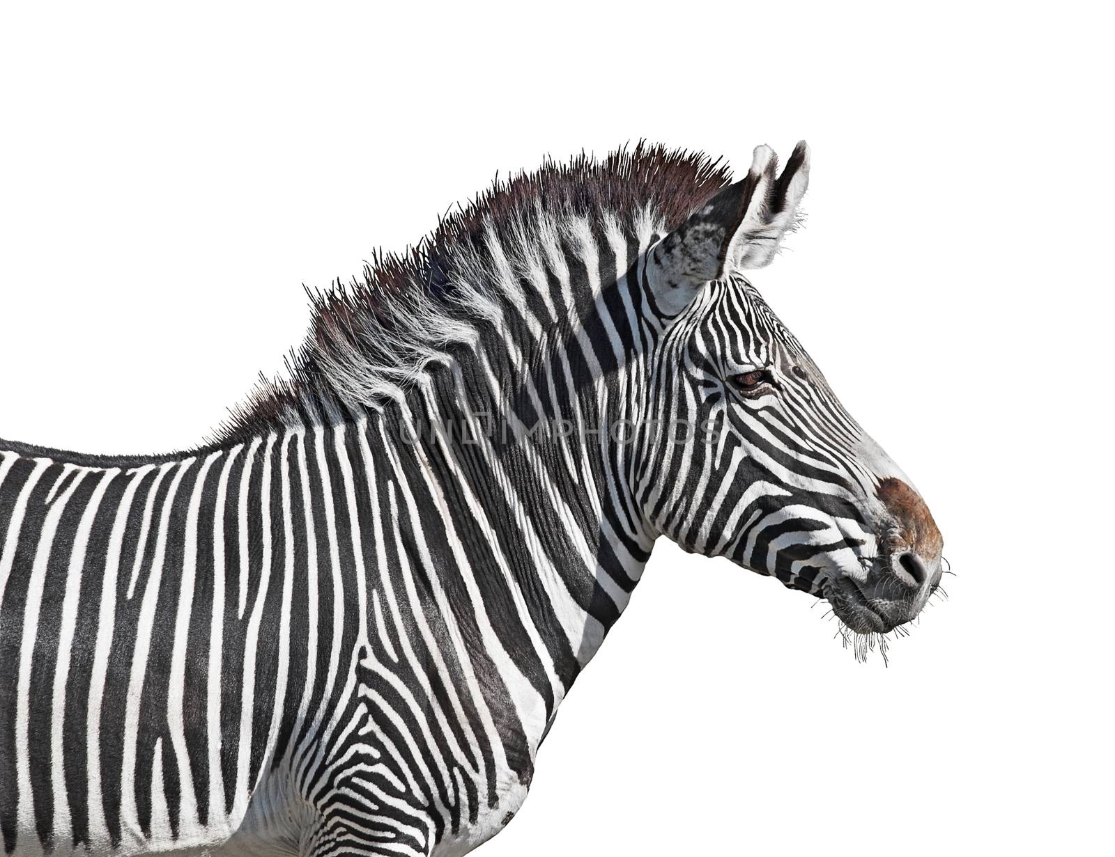 Grevy's zebra close-up isolated on white background with clipping path
