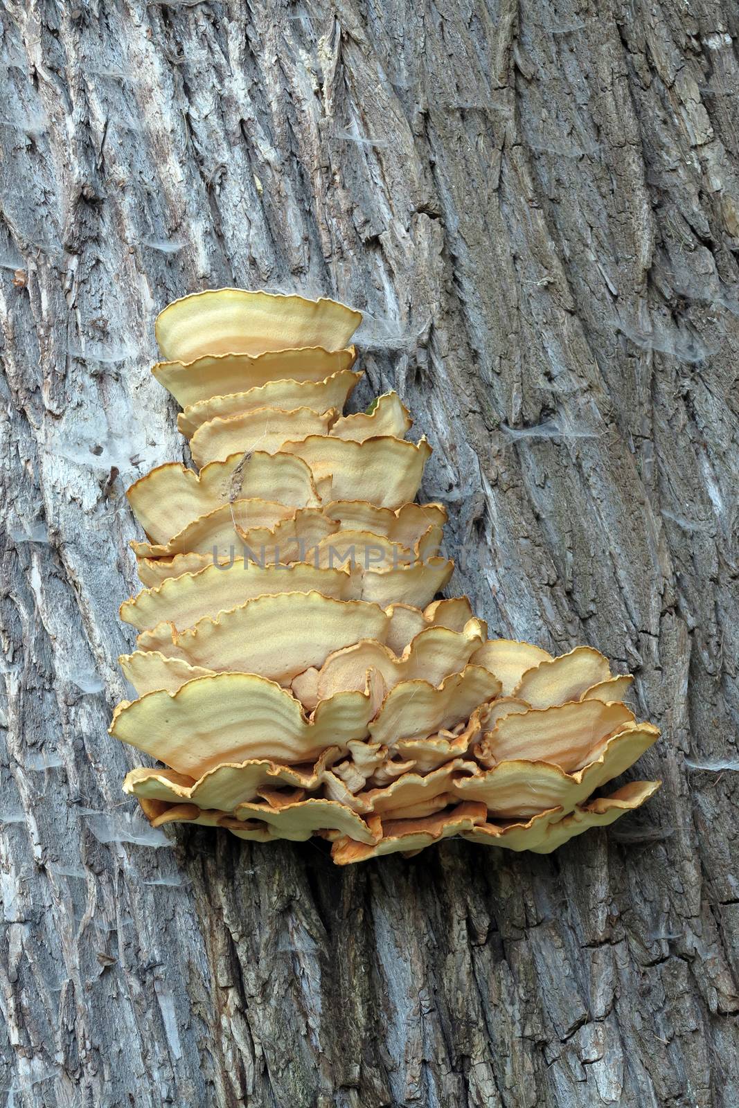 Detail of the sulphur shelf mushroom