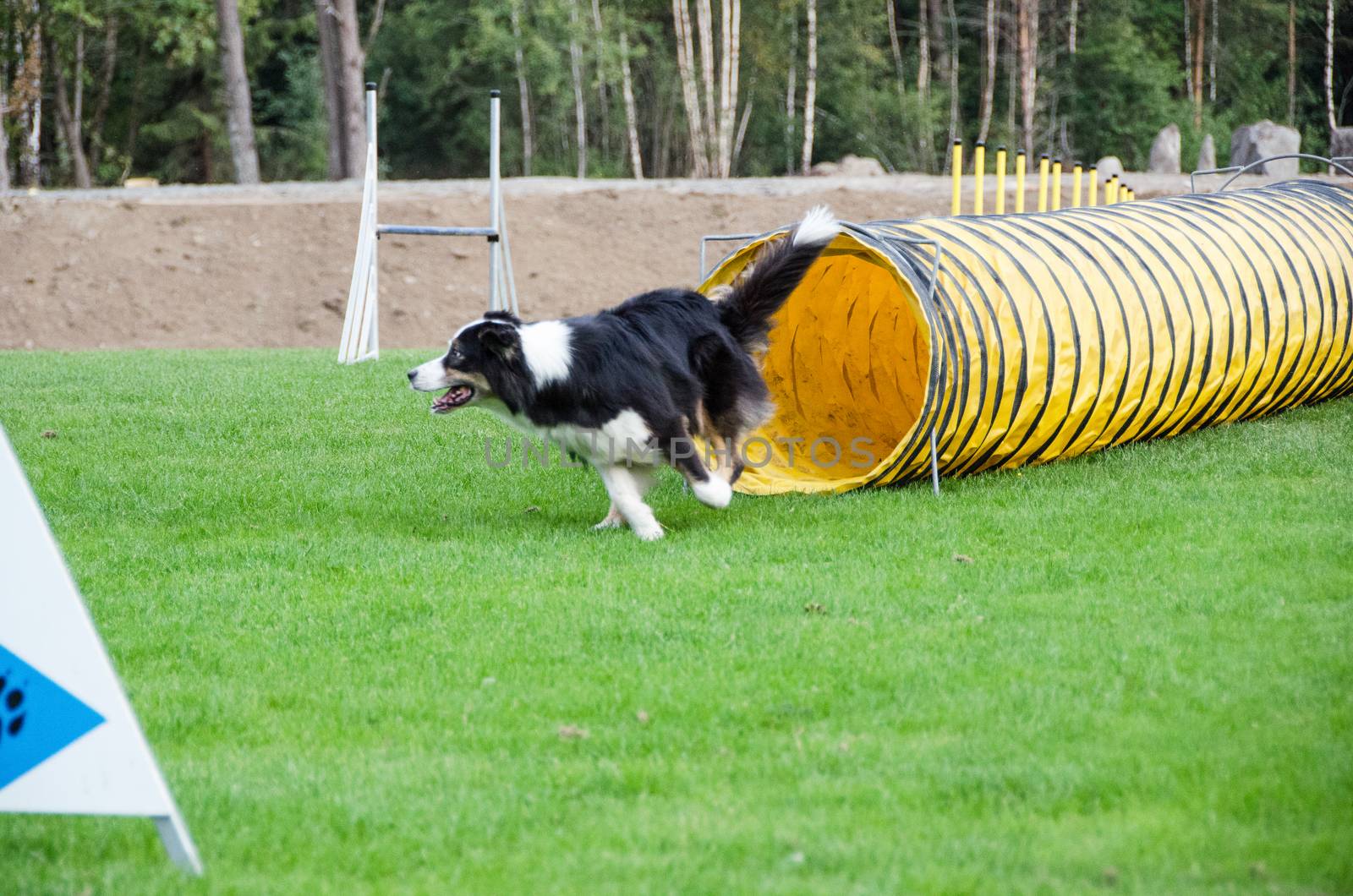one competition in agility for dog and the dog is realy happy