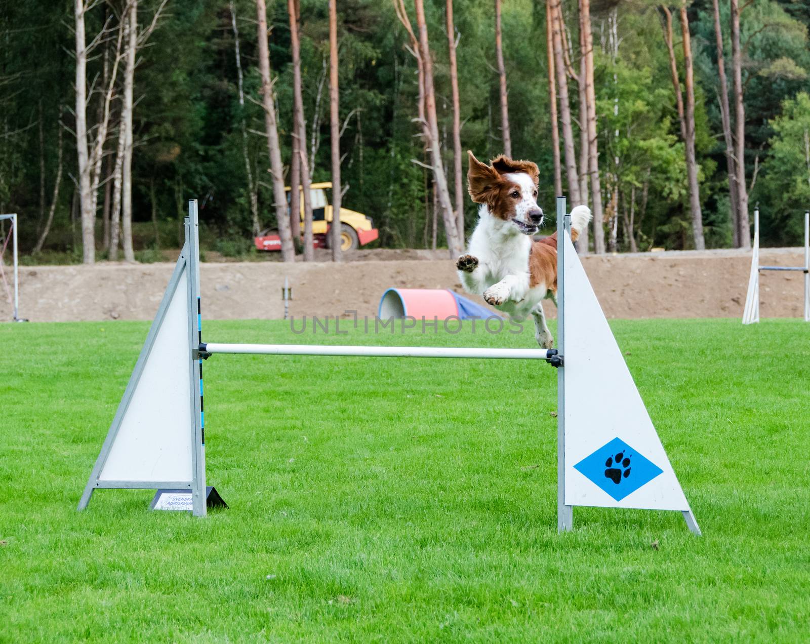 one competition in agility for dog and the dog is realy happy