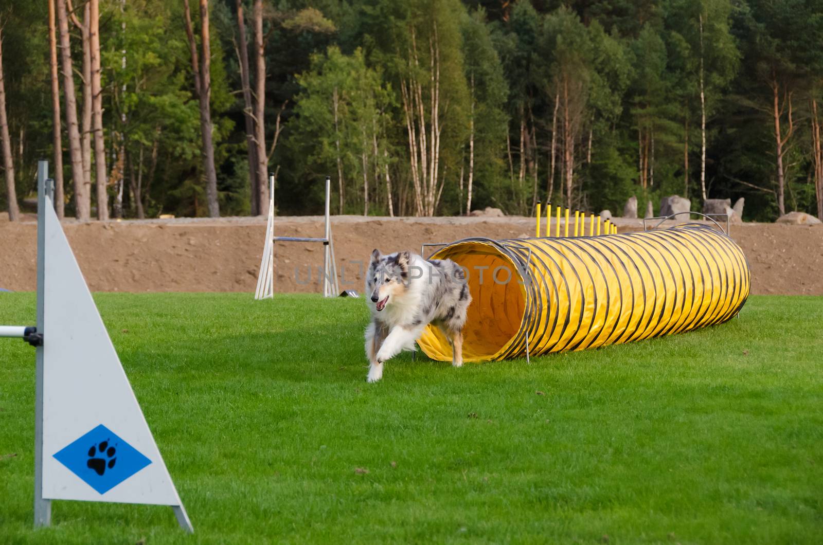 one competition in agility for dog and the dog is realy happy