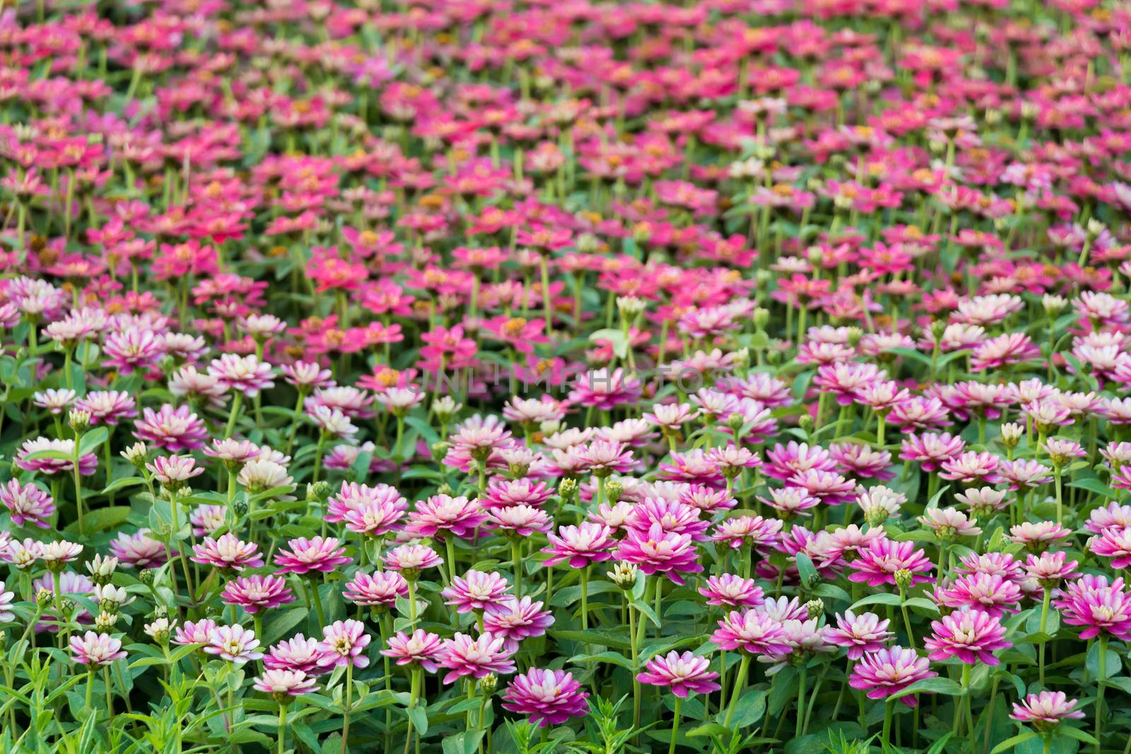 picture of dark pink flower field selective focus