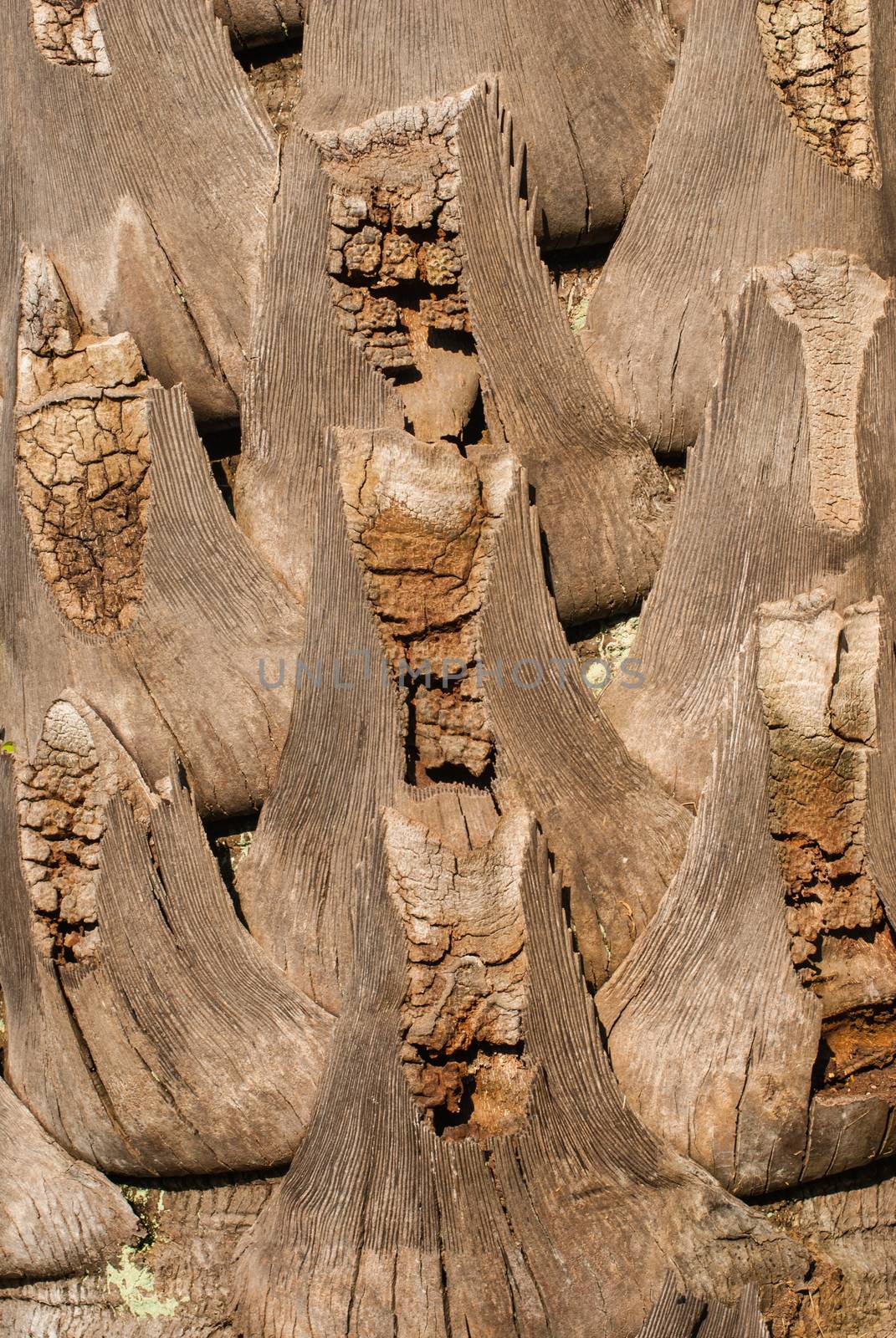 Bark Palms ,closeup trunk detail of palm tree background texture.