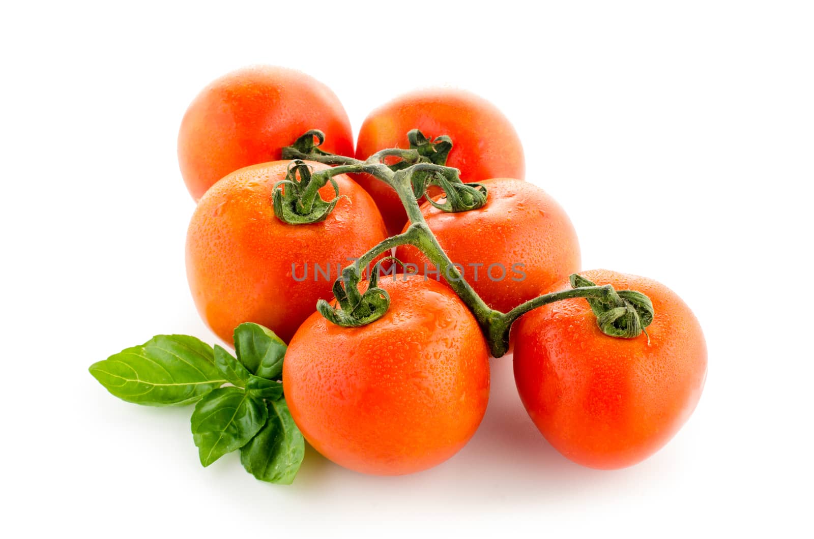 Agriculture: fresh ripe tomatoes, isolated on white background with basil leafs