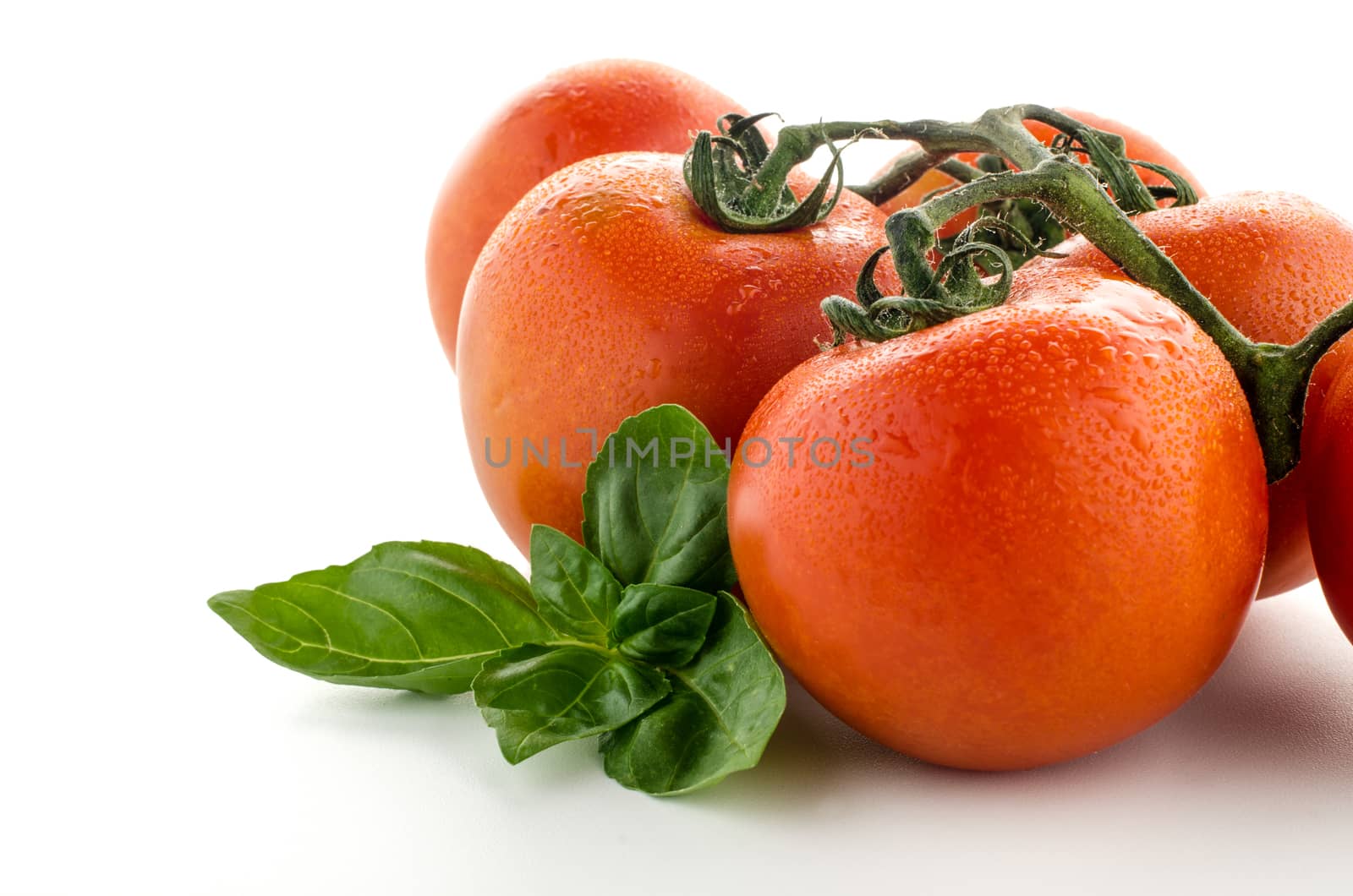 Agriculture: fresh ripe tomatoes, isolated on white background with basil leafs