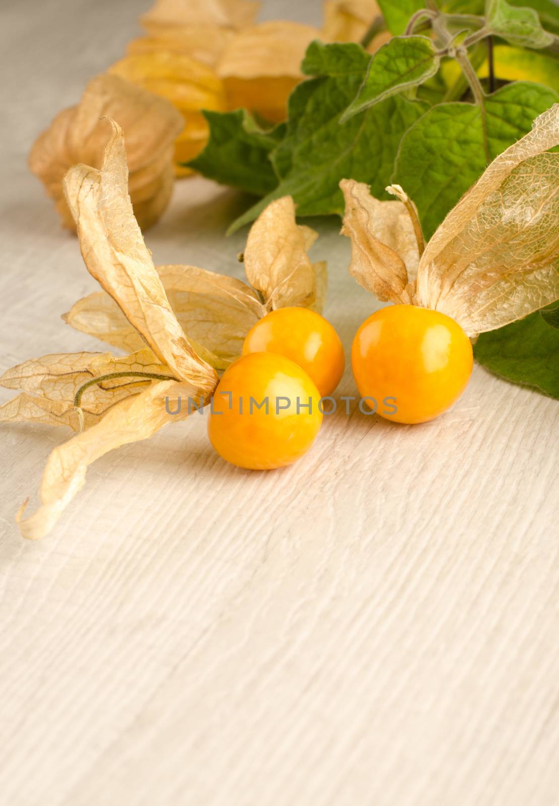 Physalis fruit closeup by AnaMarques