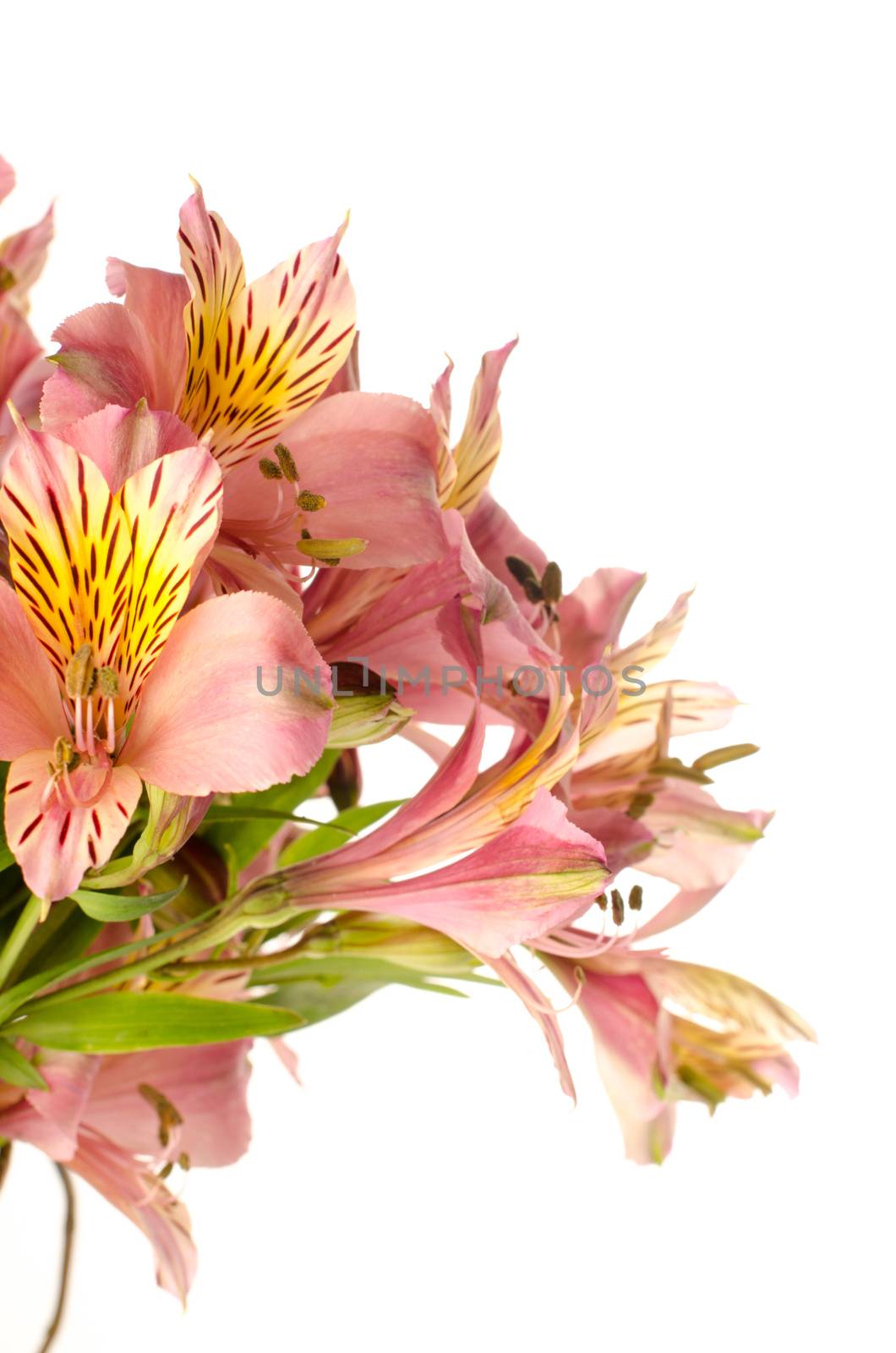 Alstroemeria flowers isolated on white background by AnaMarques
