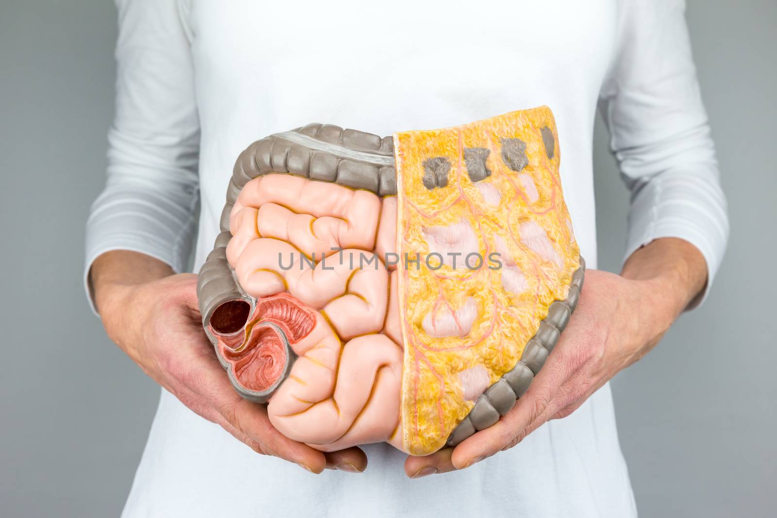 Woman holding model of human intestines in front of body on white background