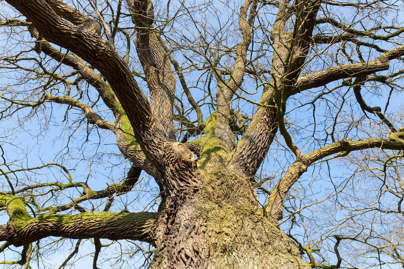 Bare leafless oak tree bottom view with blue sky in winter by BenSchonewille