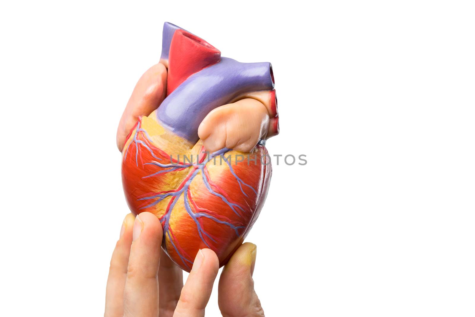 Fingers showing model of human heart isolated on white background