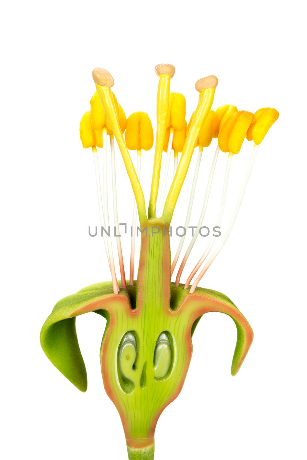 Longitudinal section of flower model with stamens and pistils isolated on white background