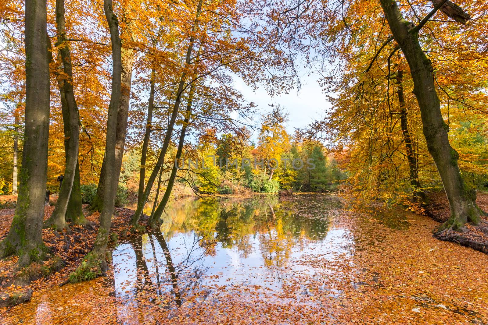 Woodland pond covered with colorful fall leaves of beech trees
