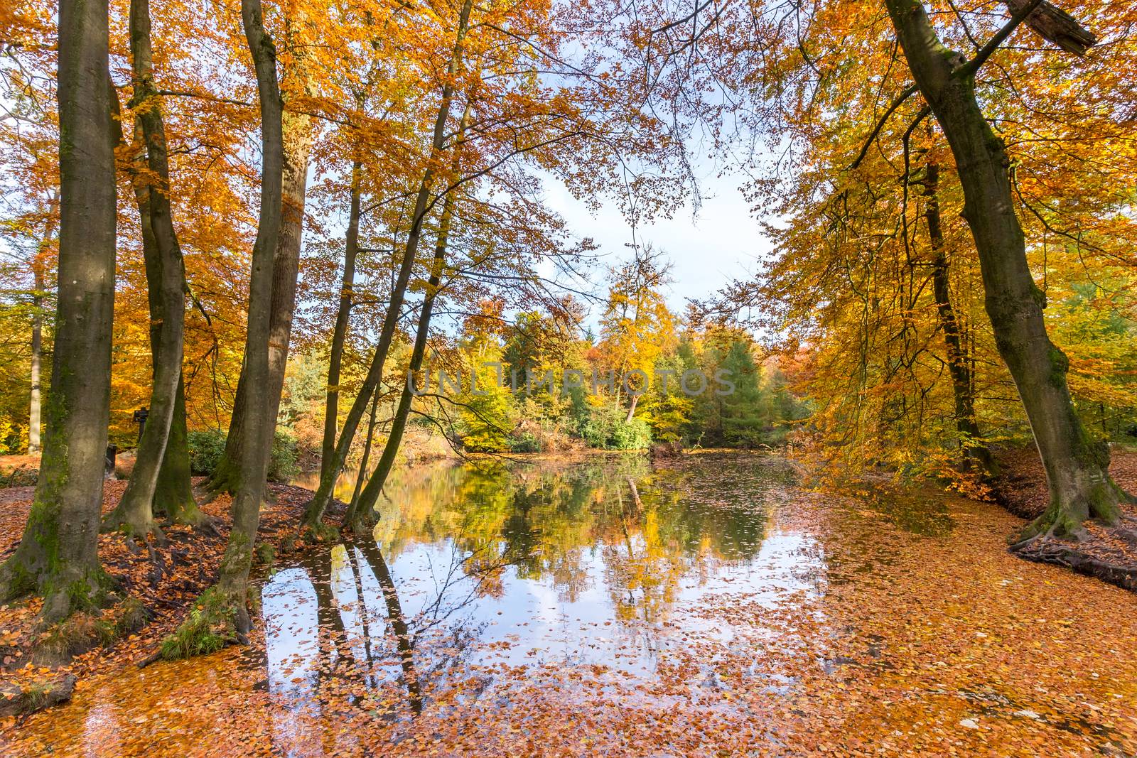 Forest pond covered with autumn leaves of beech trees by BenSchonewille