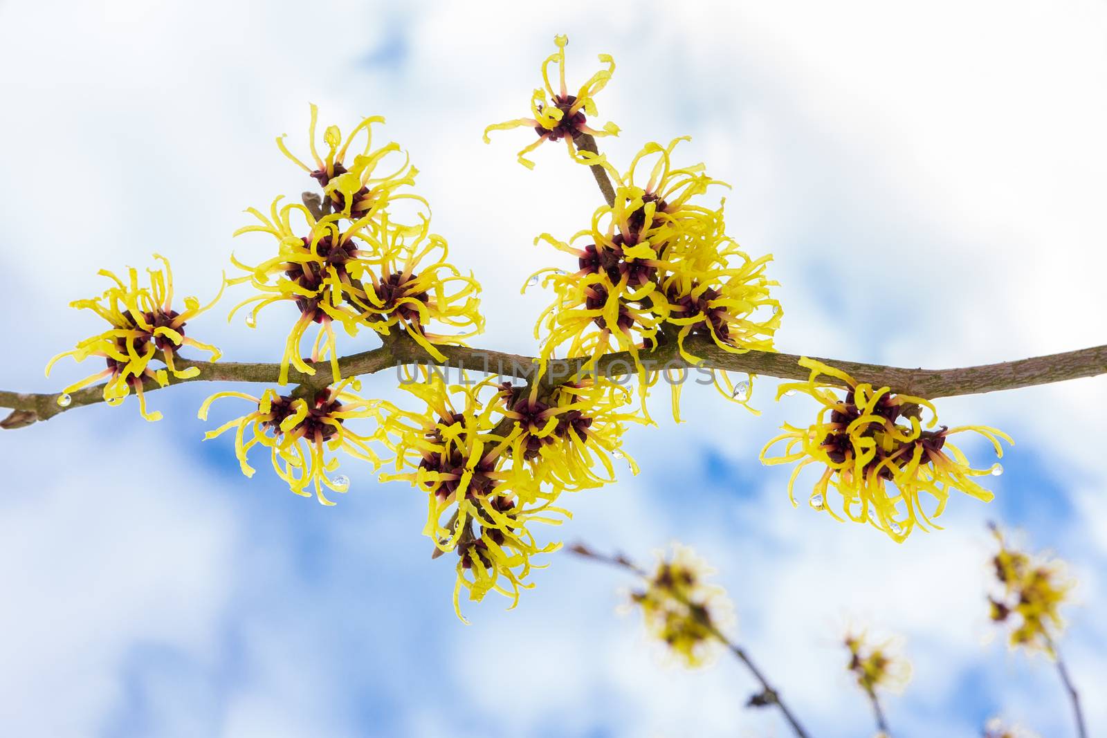 Hazel shrub or Hamamelis mollis with yellow flowers clouds and blue sky