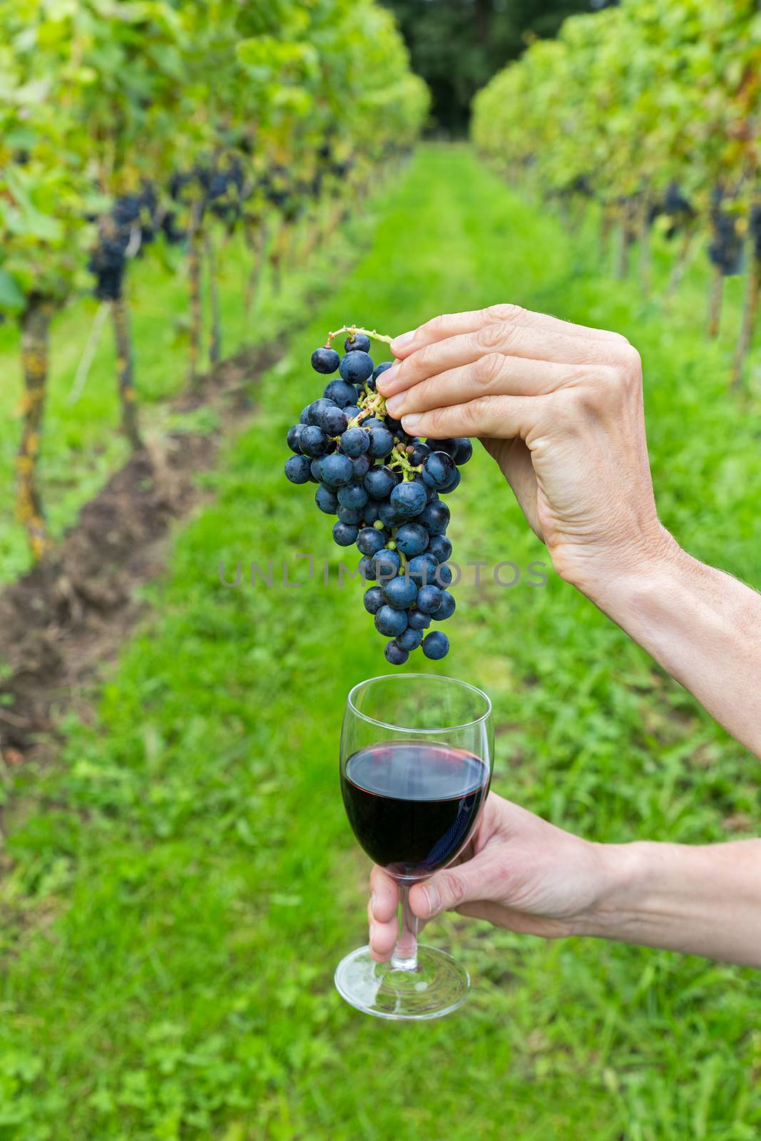 Hands holding bunch of grapes and wine glass by BenSchonewille