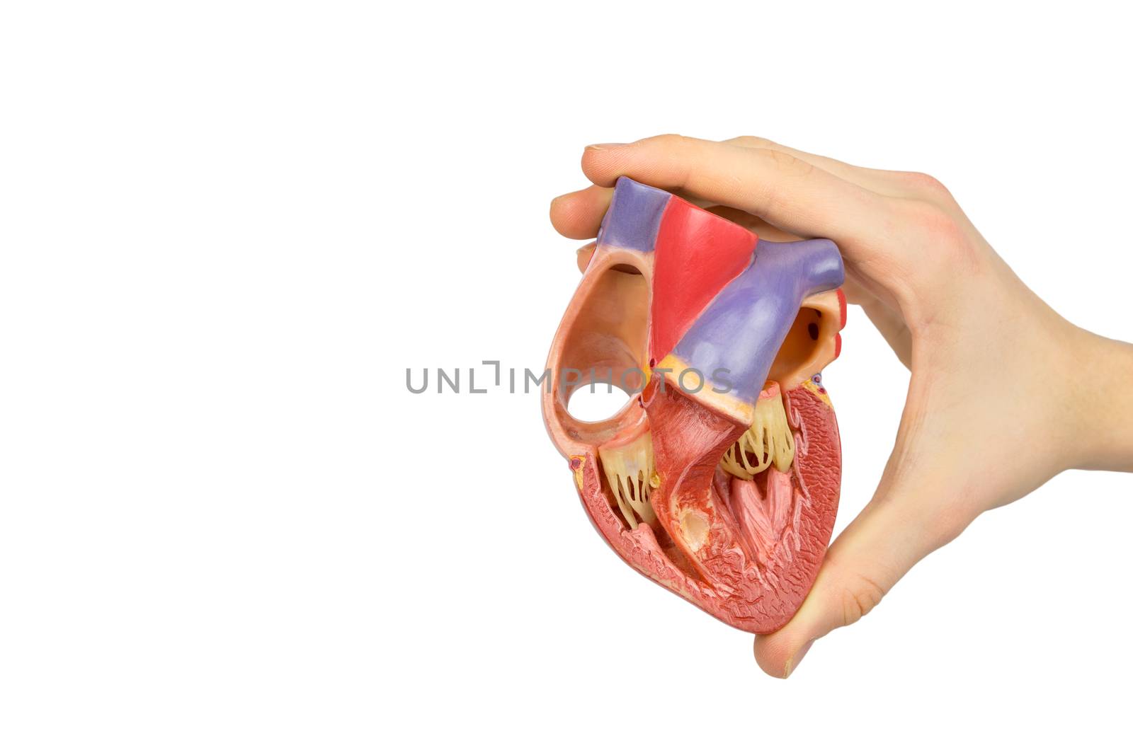 Male hand holding plastic human heart showing interior isolated on white background