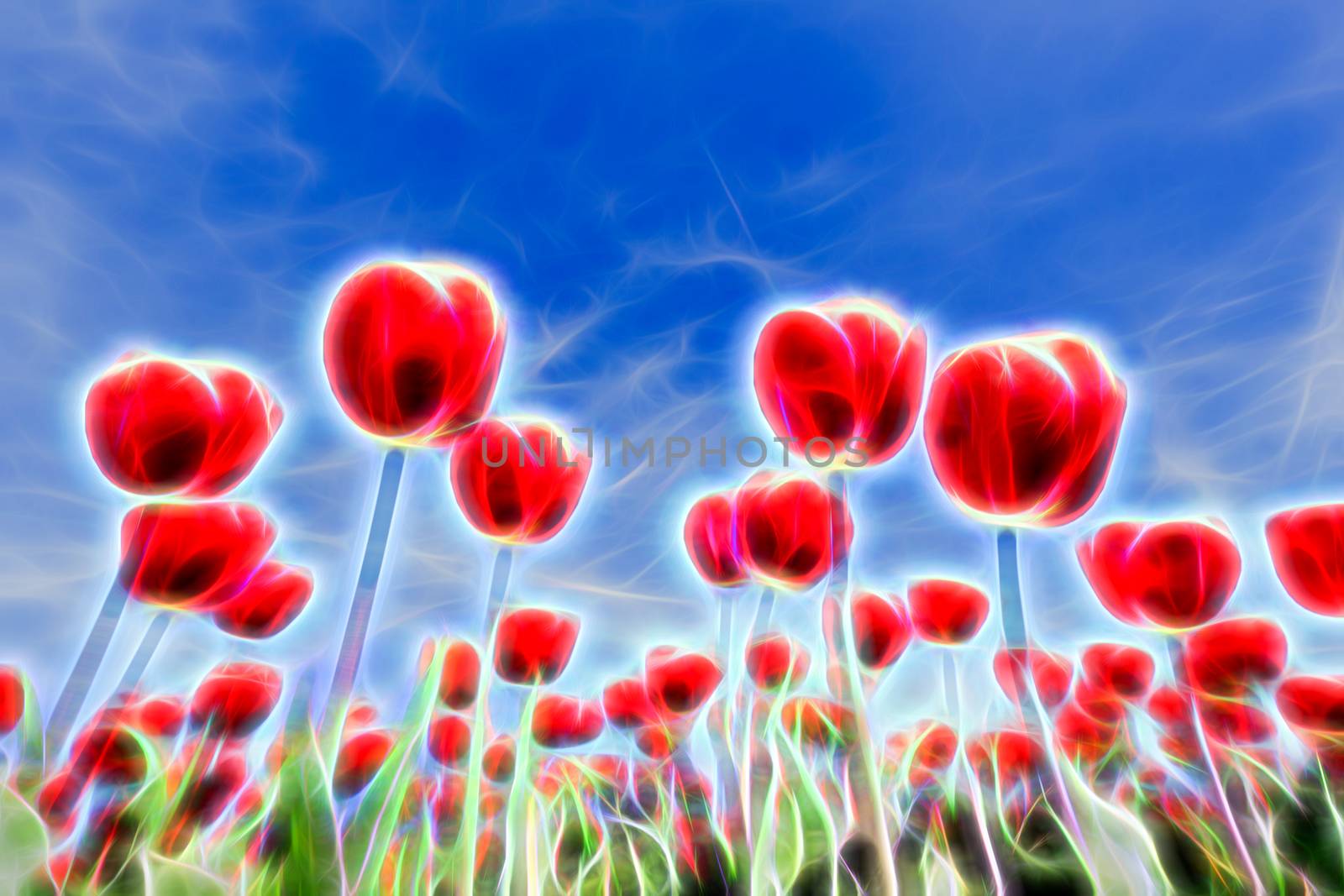 Special lightning effects in group of red tulips with blue sky