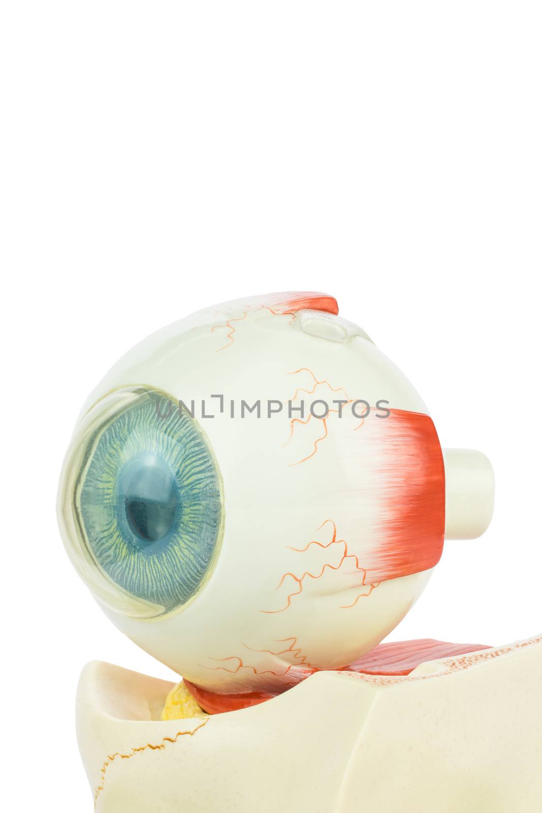 Model human eye isolated on white background by BenSchonewille