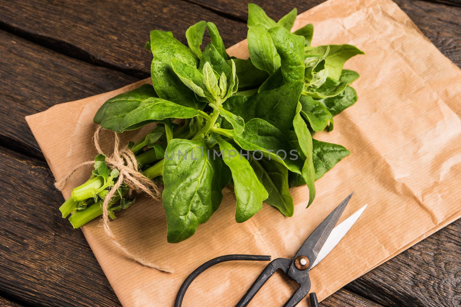 Spring spinach leaves on dark wooden background with scissors and paper