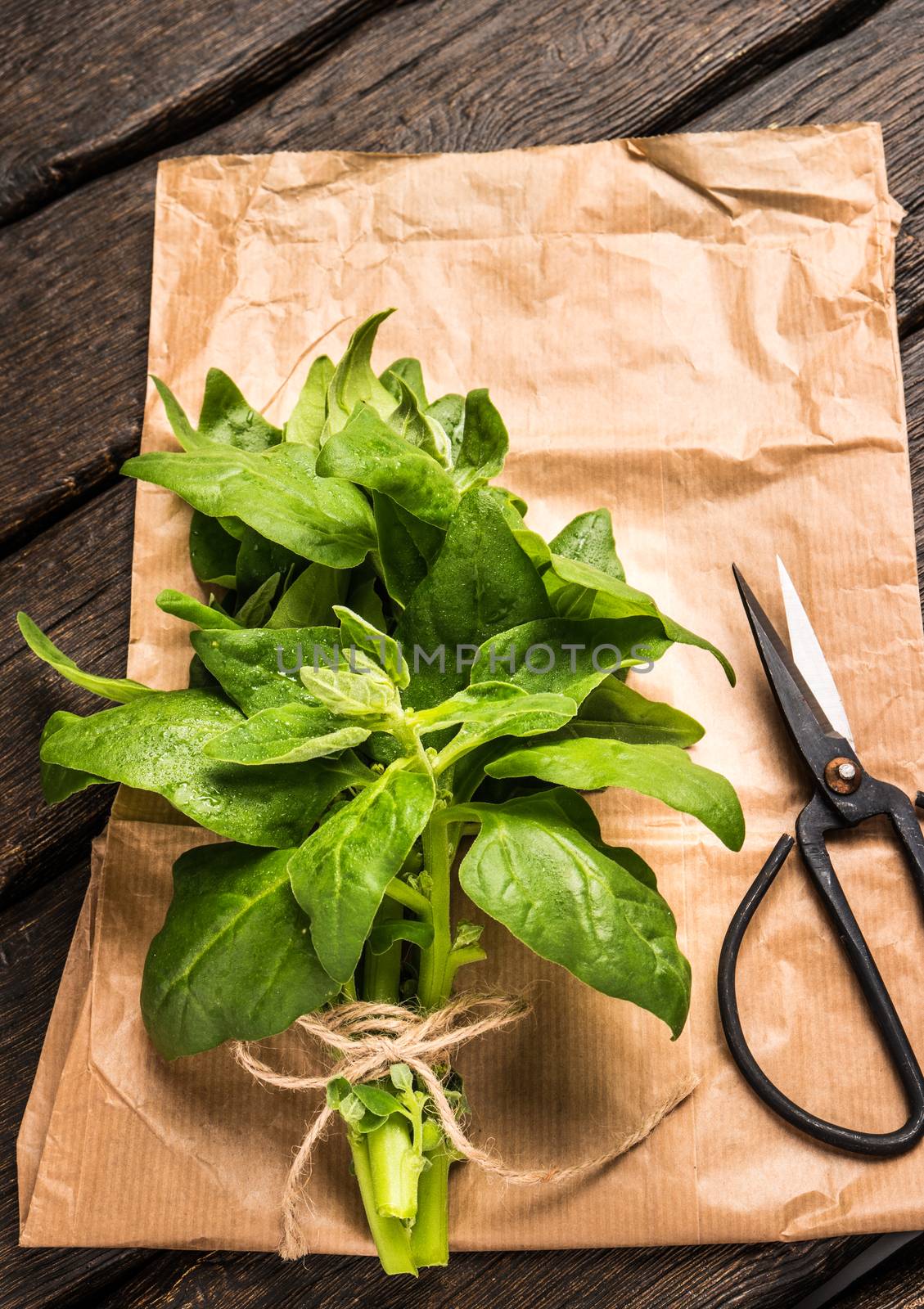Spring spinach leaves on dark wooden background with scissors and paper