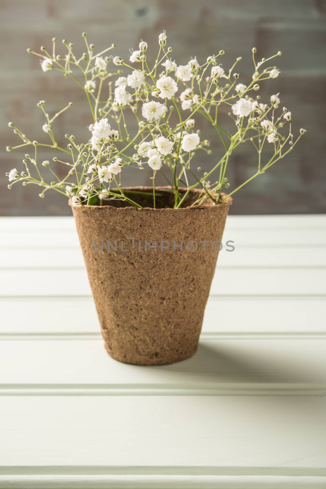A bouquet of gypsophila flowers on the wooden table. Vintage sty by AnaMarques