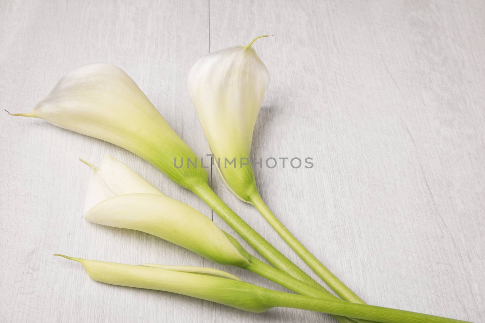 Elegant spring flower, calla lily by AnaMarques