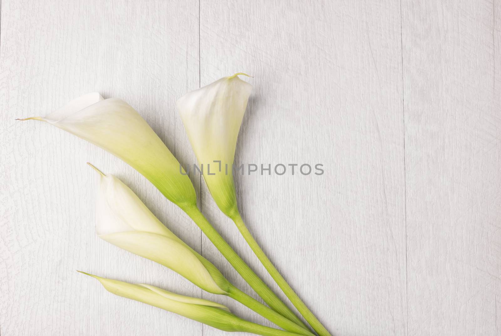 Elegant spring flower, calla lily by AnaMarques