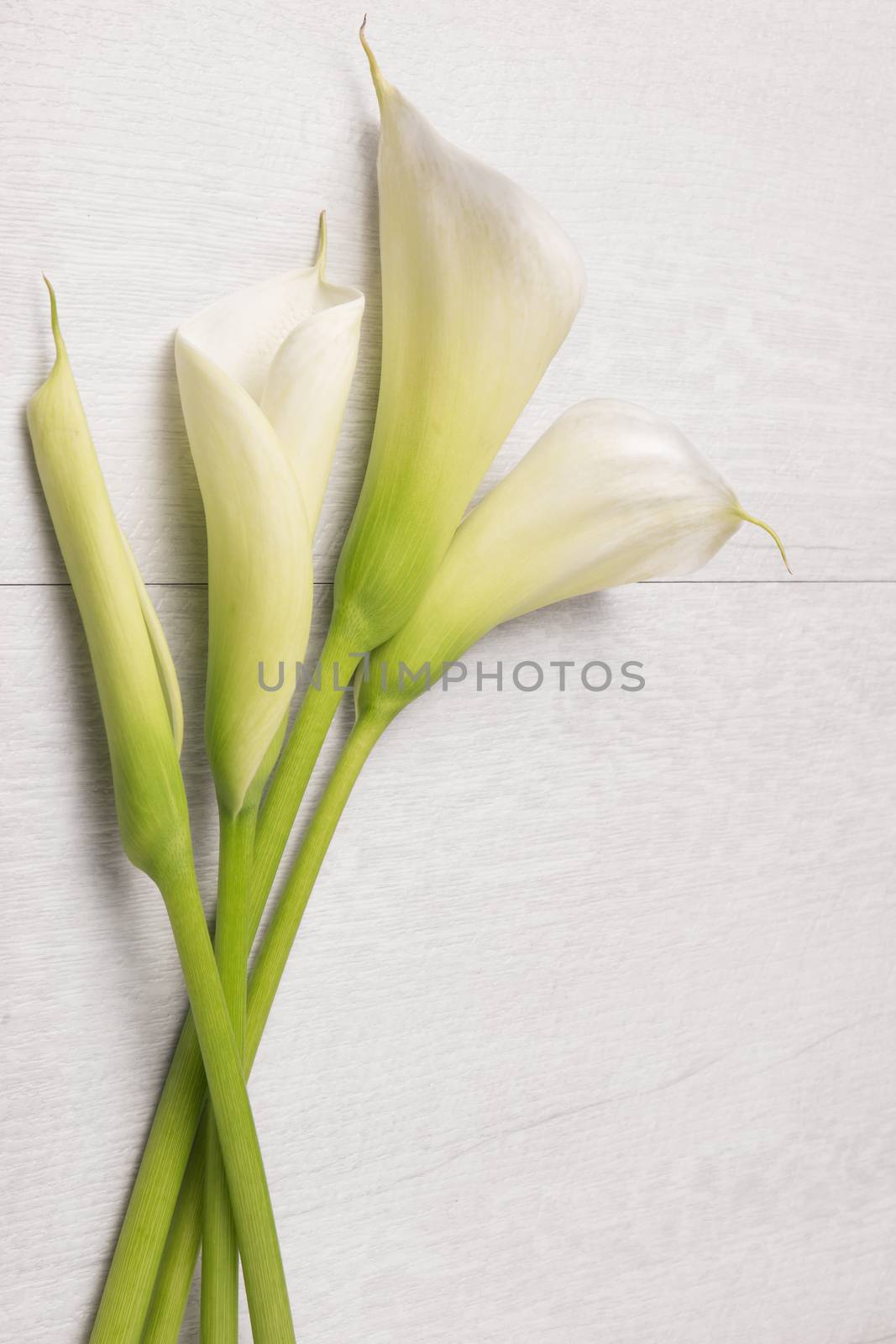 Elegant spring flower, calla lily on rustic wooden table. For wedding background image. Top view with copy space