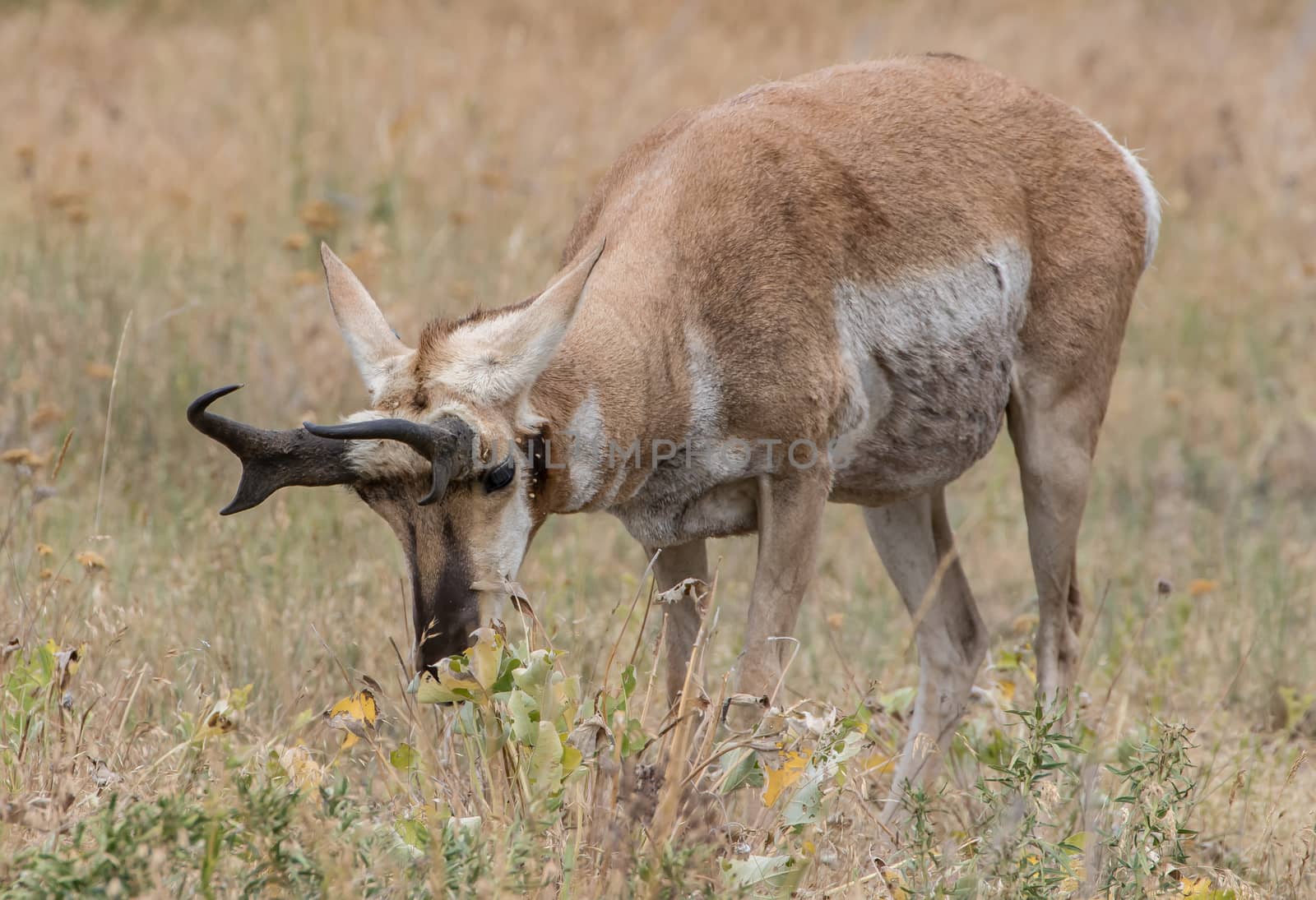 Pronghorn antelope in Montana.