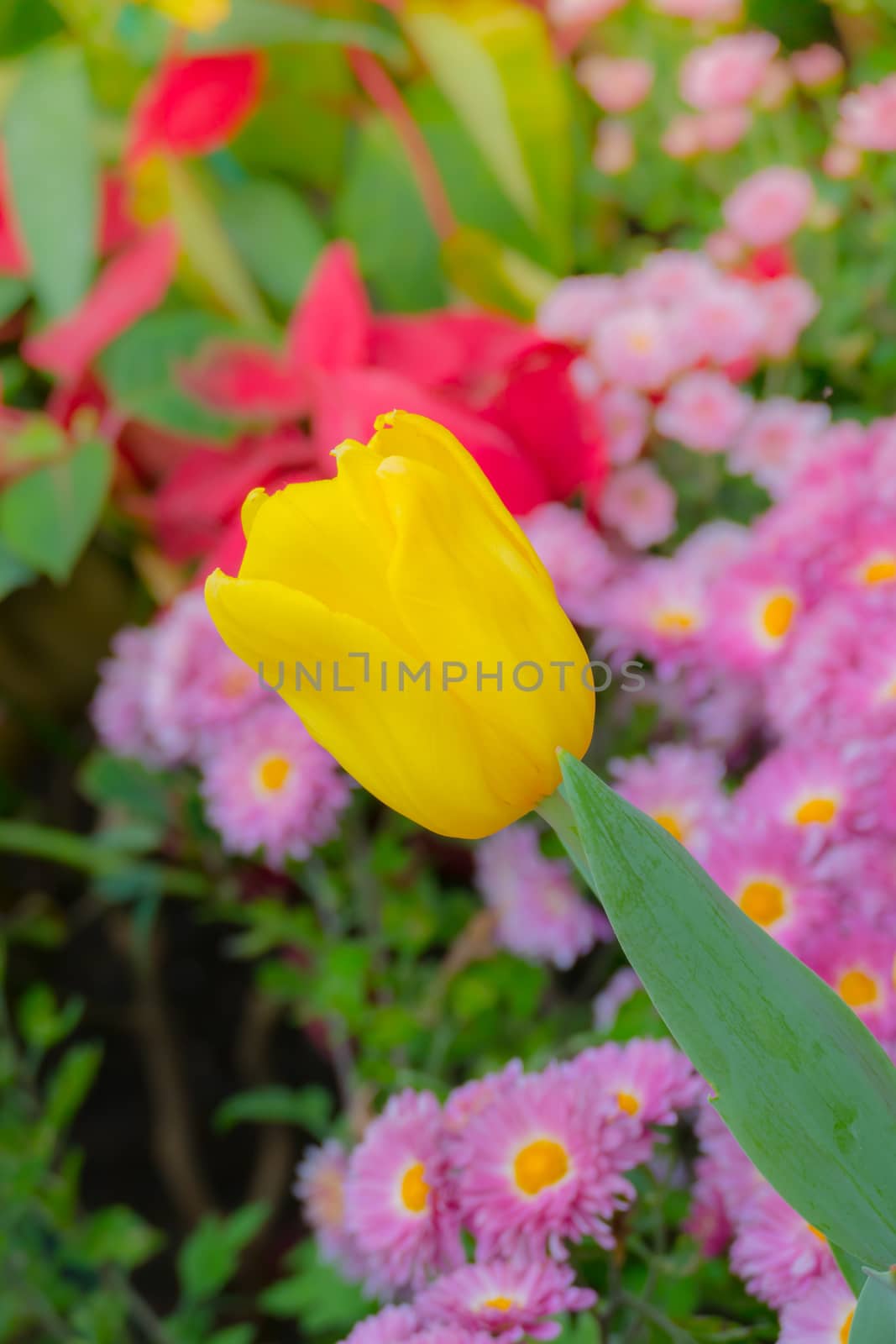 Tulip. Beautiful bouquet of tulips. colorful tulips. tulips in spring,colourful tulip