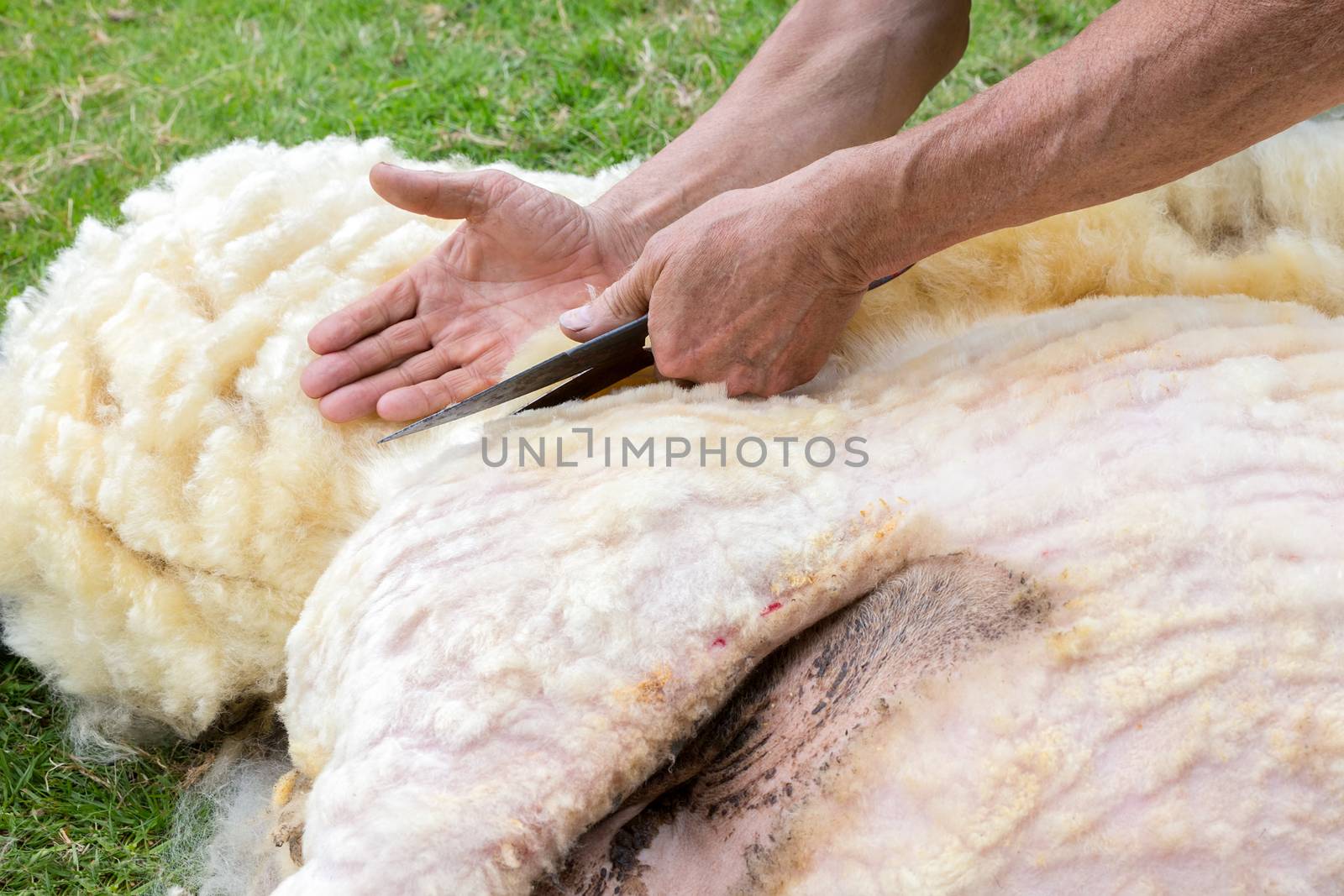Hands of man sheaving wool from sheep with scissors