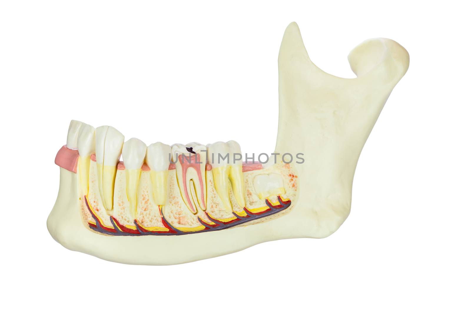 Model human jaw with teeth isolated on white background