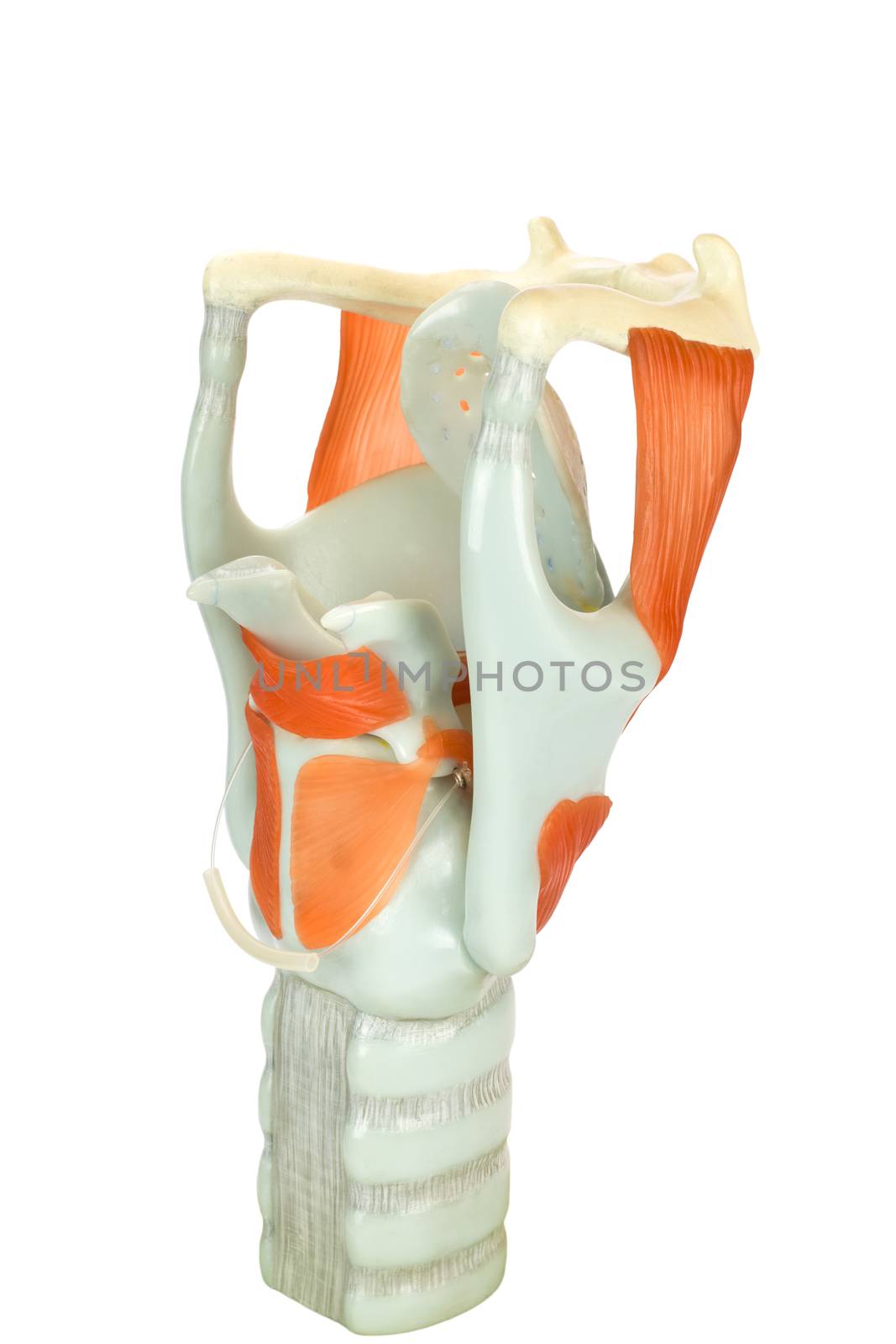 Model of human larynx or voive box with vocal cords by BenSchonewille