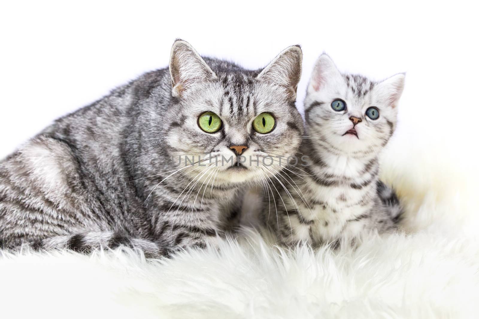 Mother silver tabby cat with young kitten by BenSchonewille