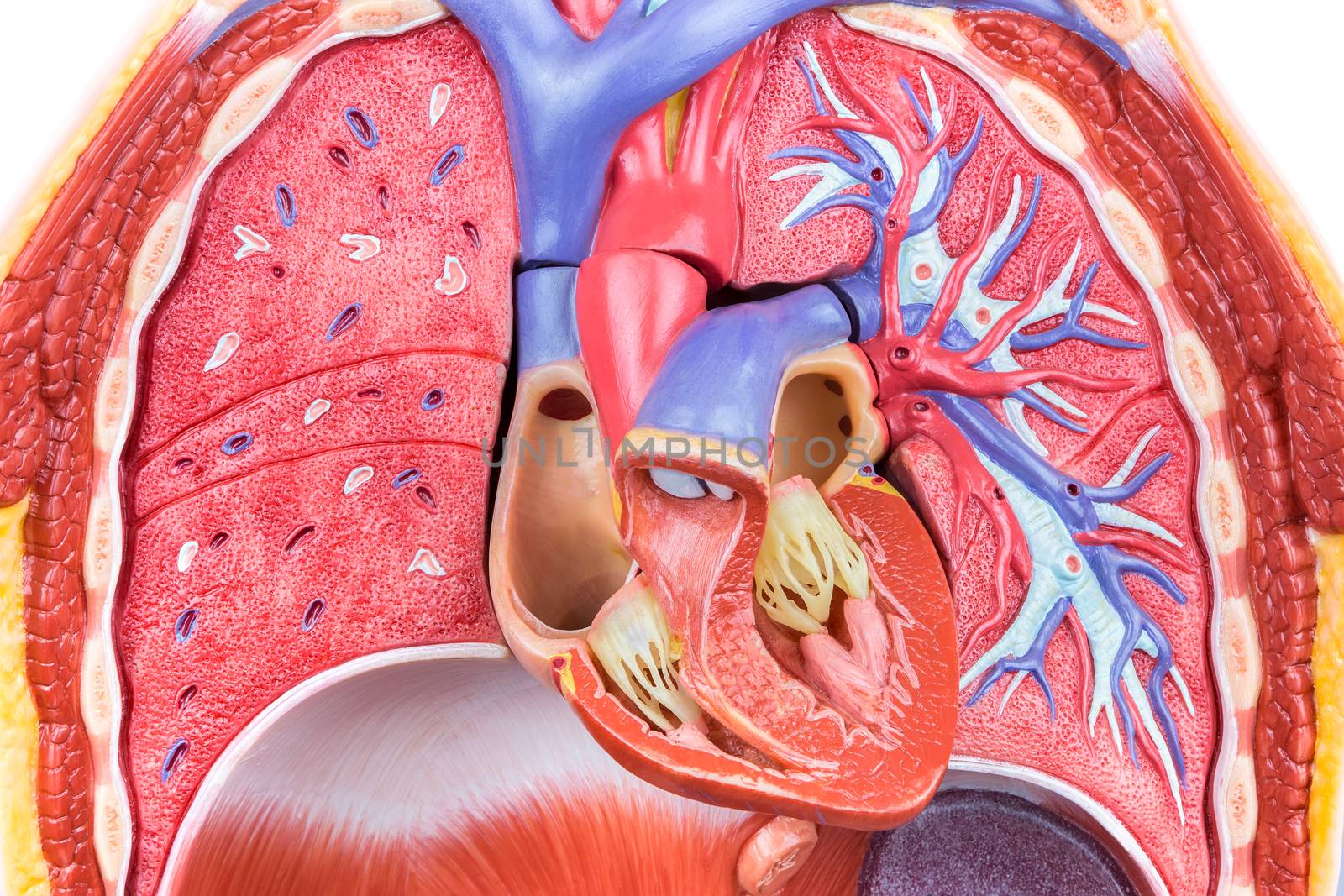Open artificial model human body with lungs and heart