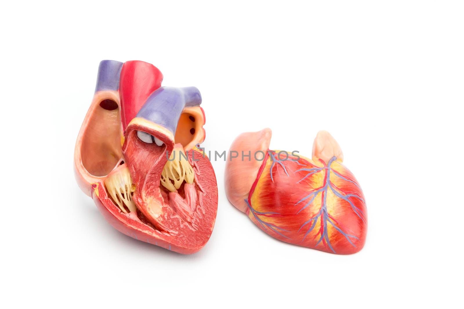 Open model of human heart showing internal construction isolated on white background