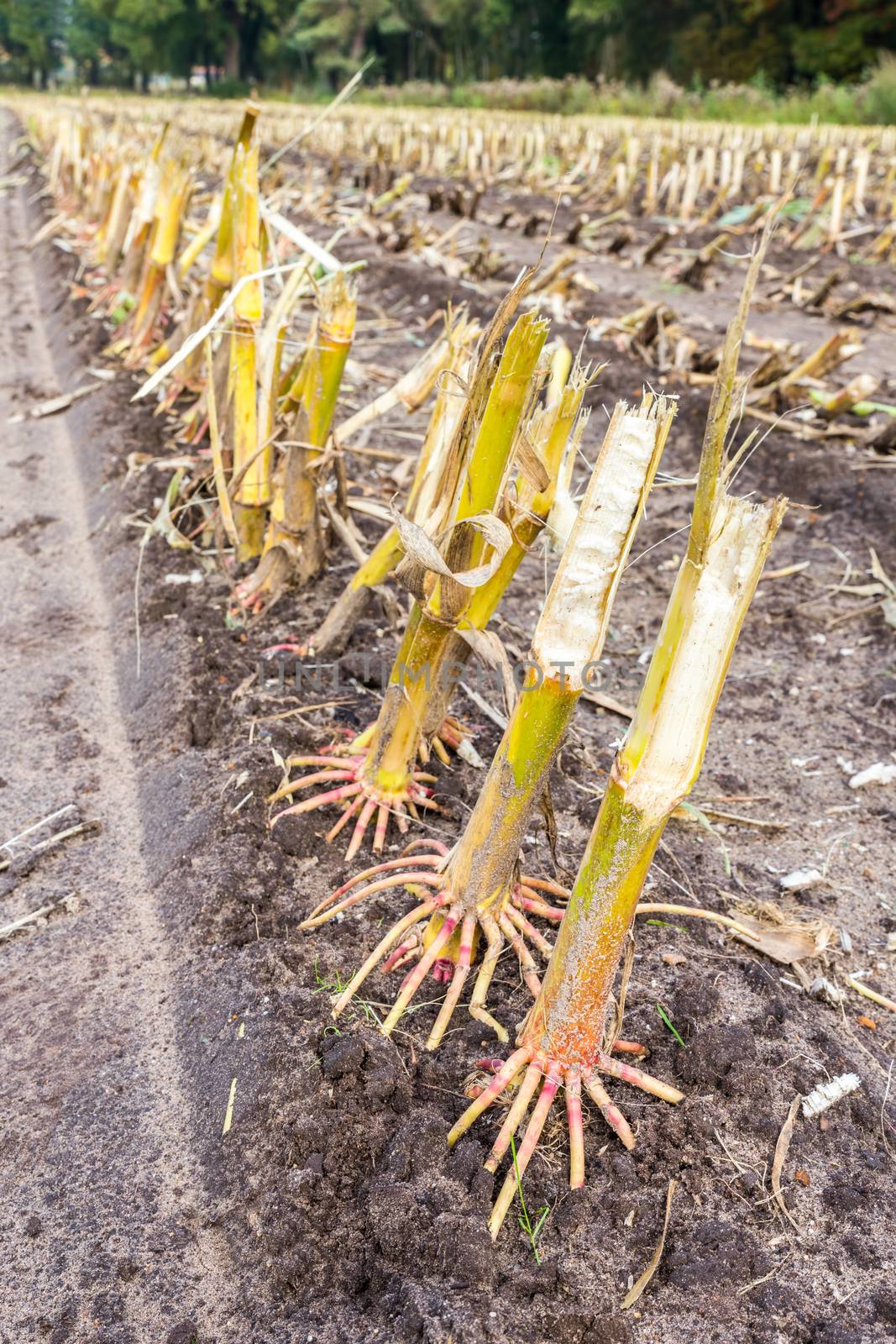 Row of  cut corn subbles on soil by BenSchonewille