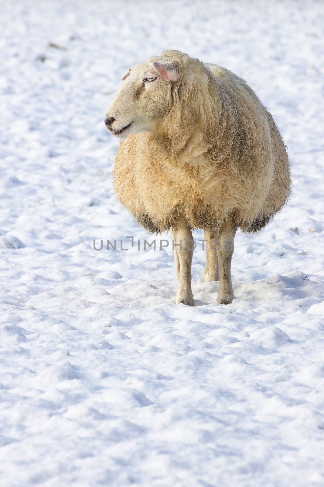 One sheep standing in meadow covered with snow by BenSchonewille