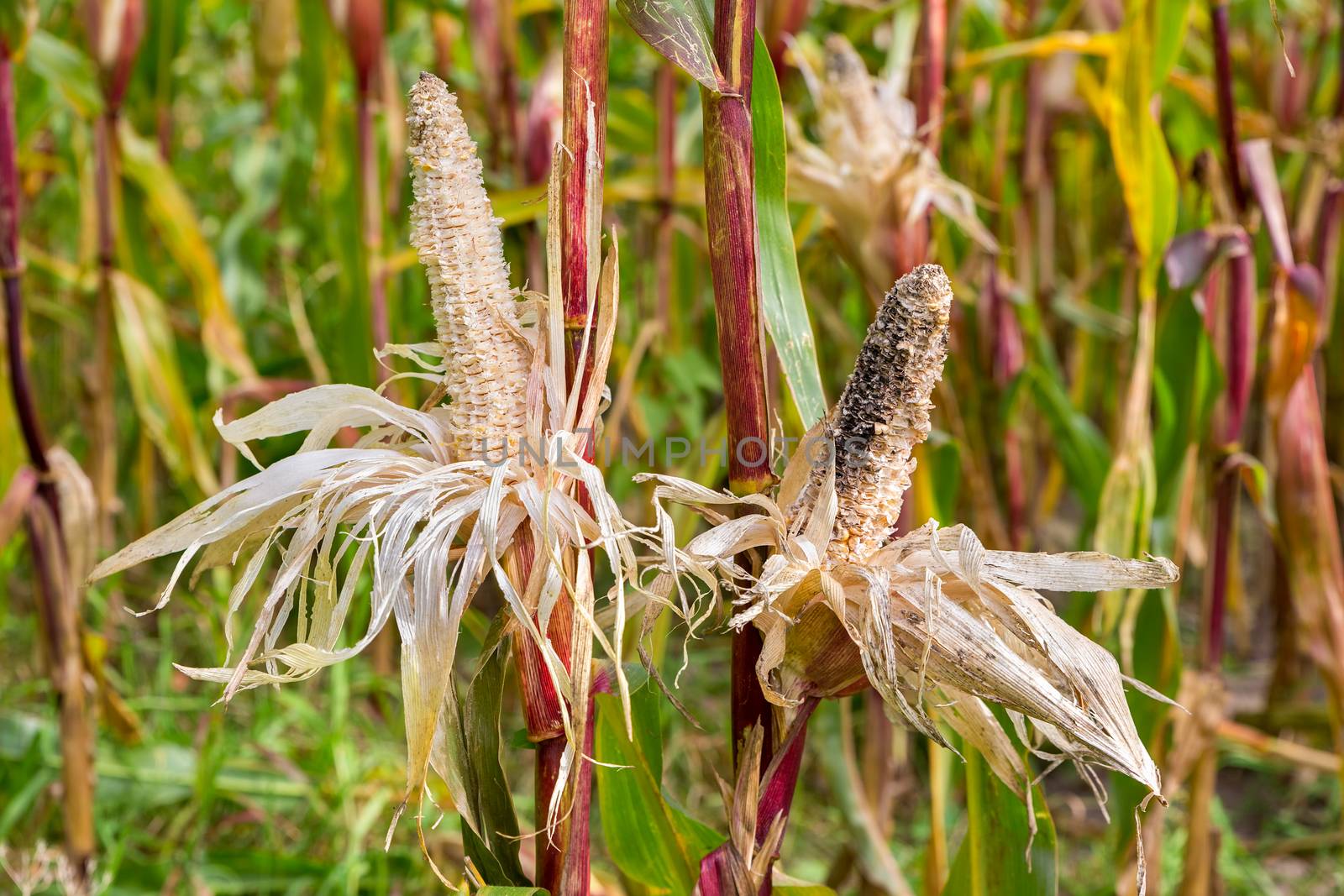 Two eaten damaged corncobs in  corn field by BenSchonewille