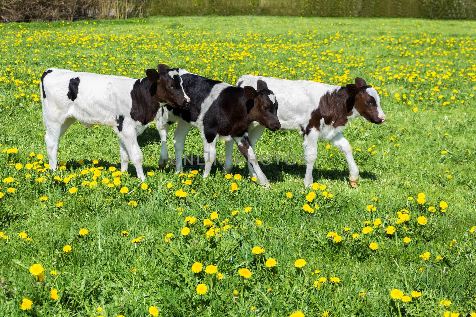 Three black white calves walk in green grass with dandelions
