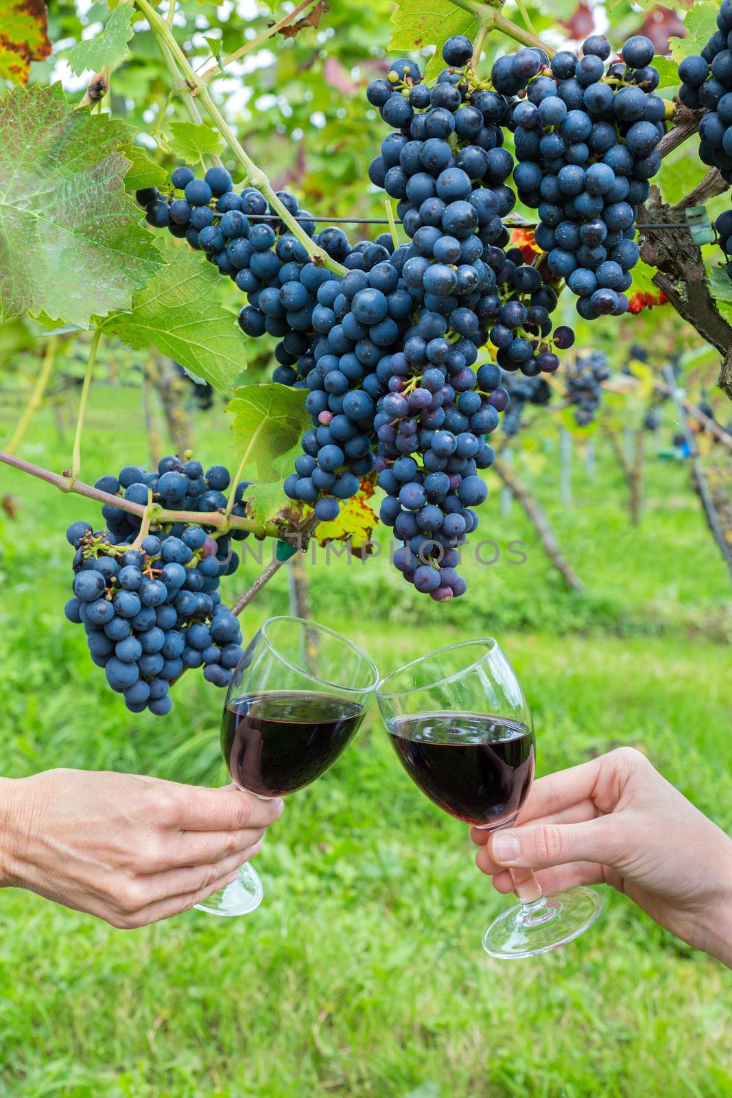 Two hands toasting with red wine near blue grapes by BenSchonewille