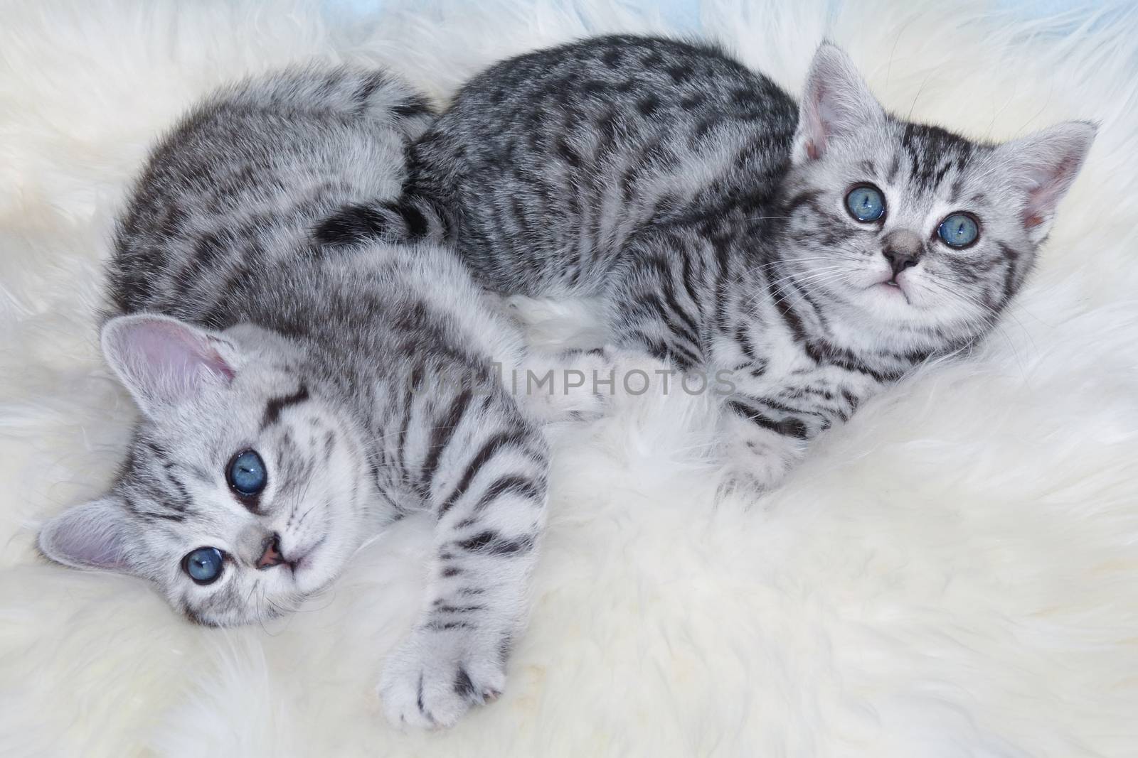 Two young black silver tabby cats lying lazy together on sheepskin