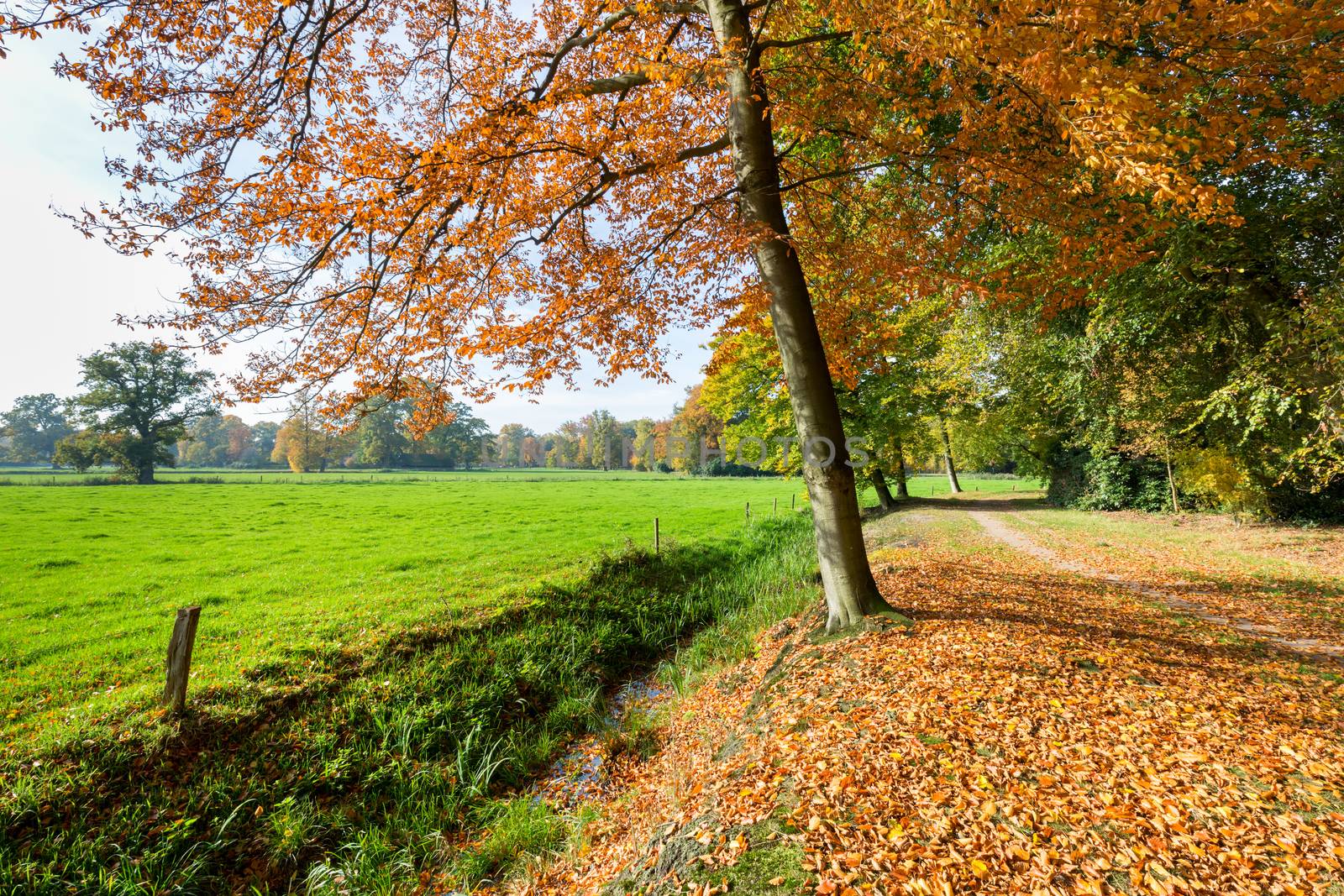 Rural autumn landscape with colored leaves and green meadow on sunny day in october