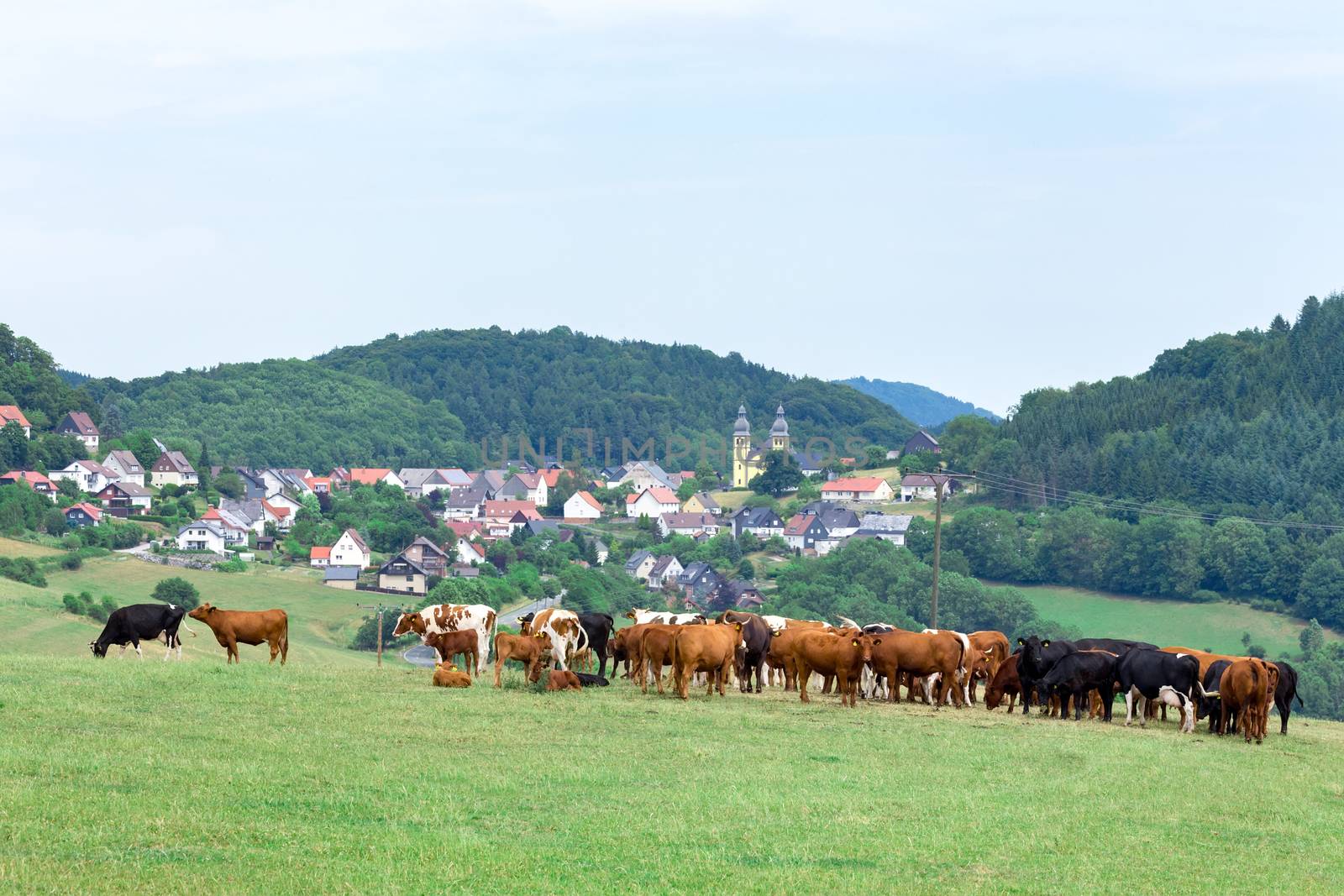 Valley with town houses and cows in green meadow